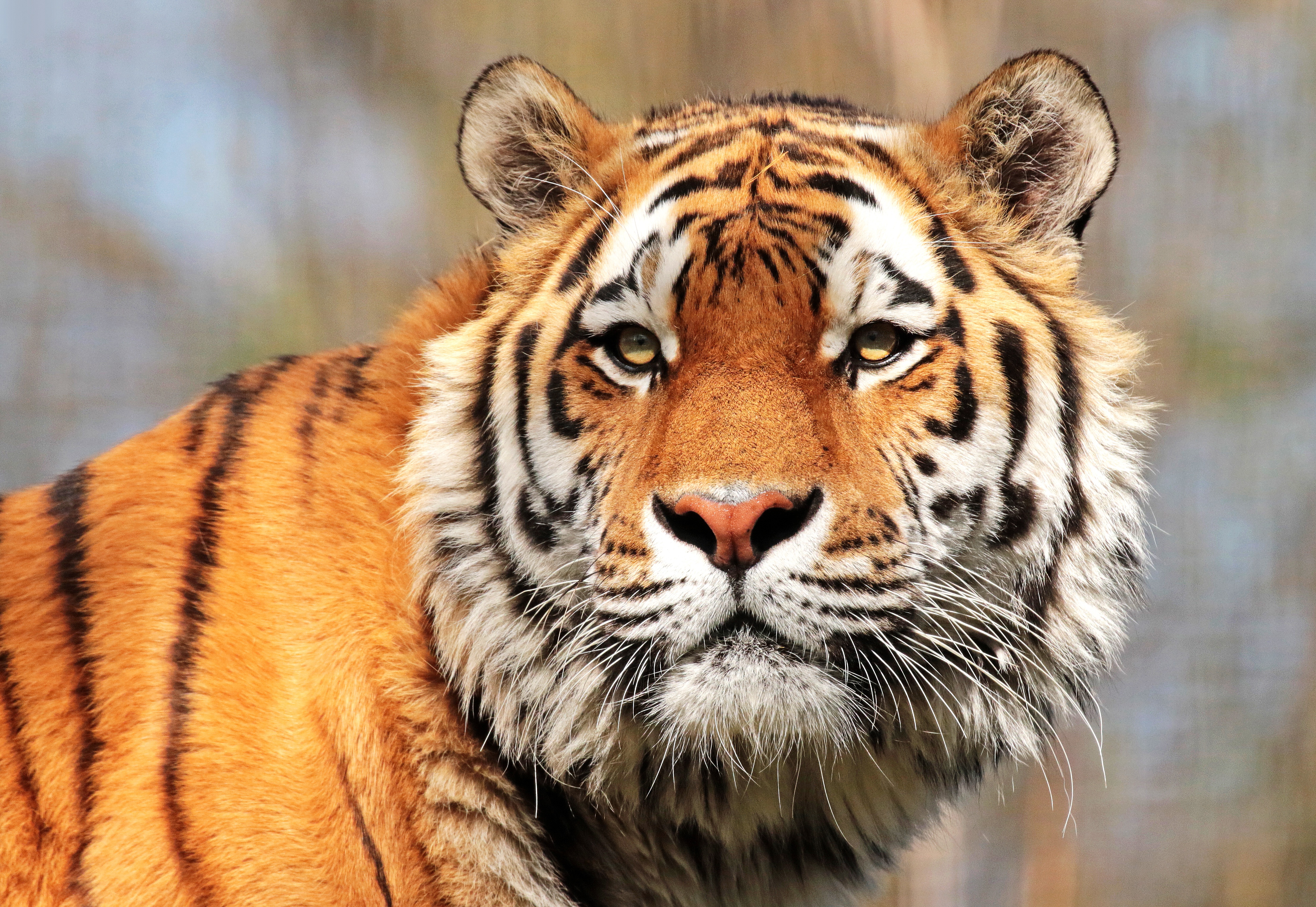 Téléchargez des papiers peints mobile Animaux, Chats, Tigre gratuitement.