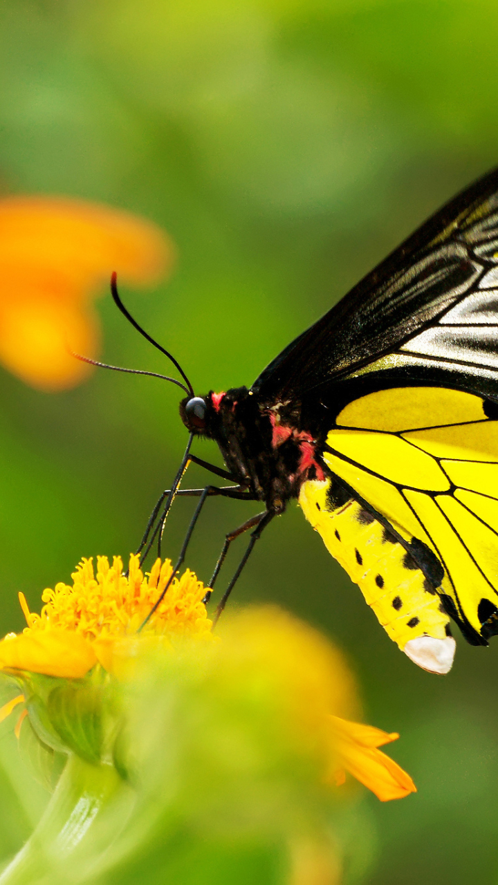 Descarga gratuita de fondo de pantalla para móvil de Animales, Mariposa.