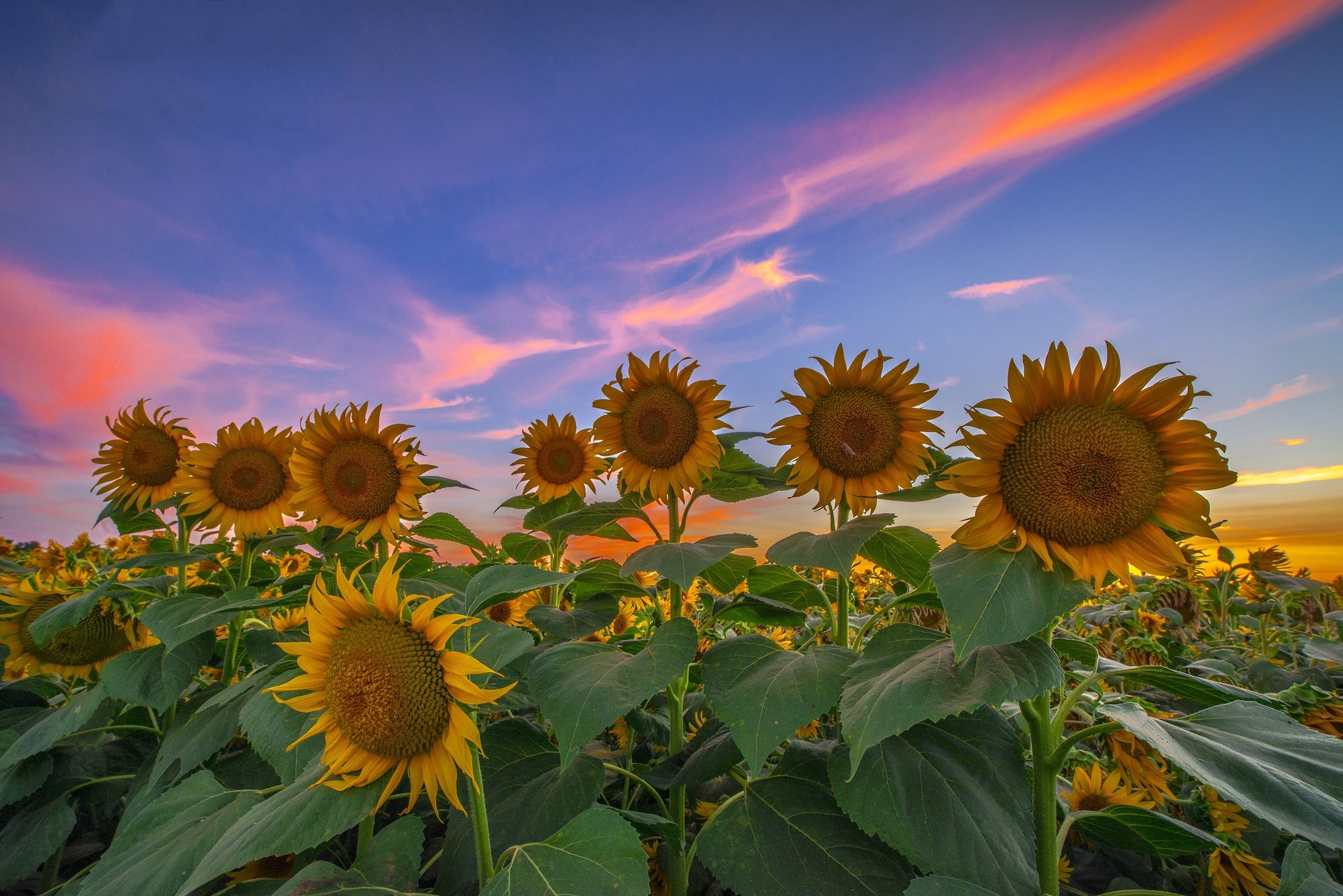 Free download wallpaper Flowers, Earth, Sunflower on your PC desktop