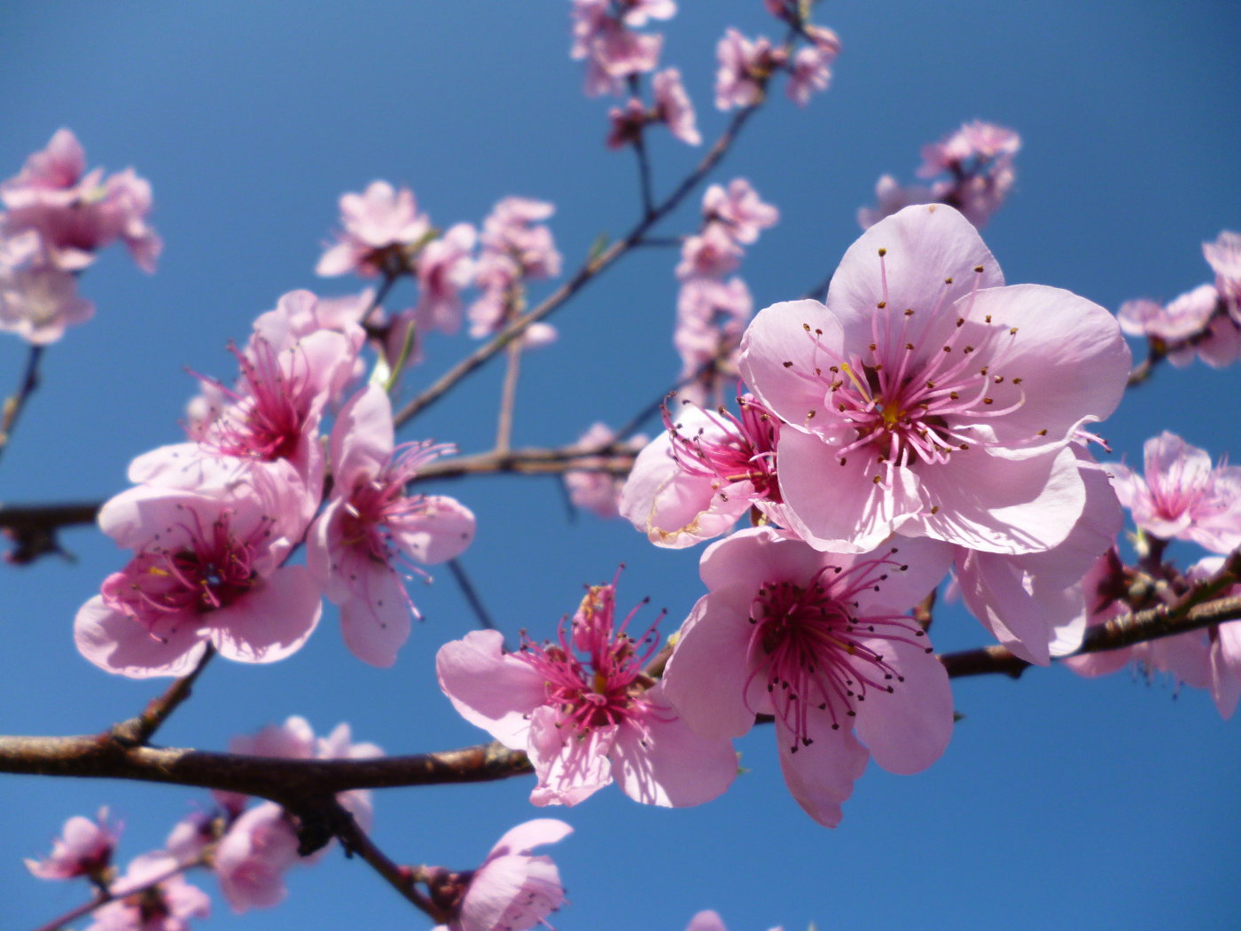 Free download wallpaper Flowers, Cherry, Pink, Flower, Earth, Blossom on your PC desktop