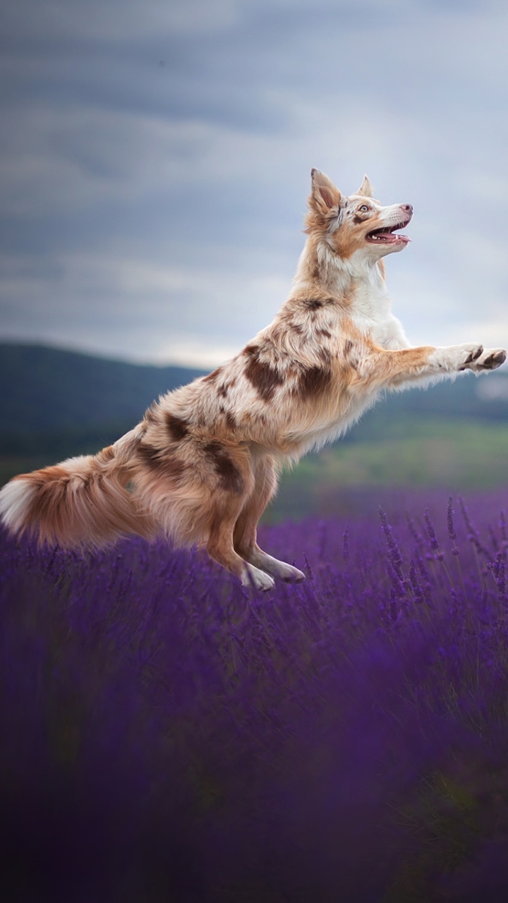 Download mobile wallpaper Dogs, Dog, Animal, Lavender, Border Collie, Depth Of Field for free.