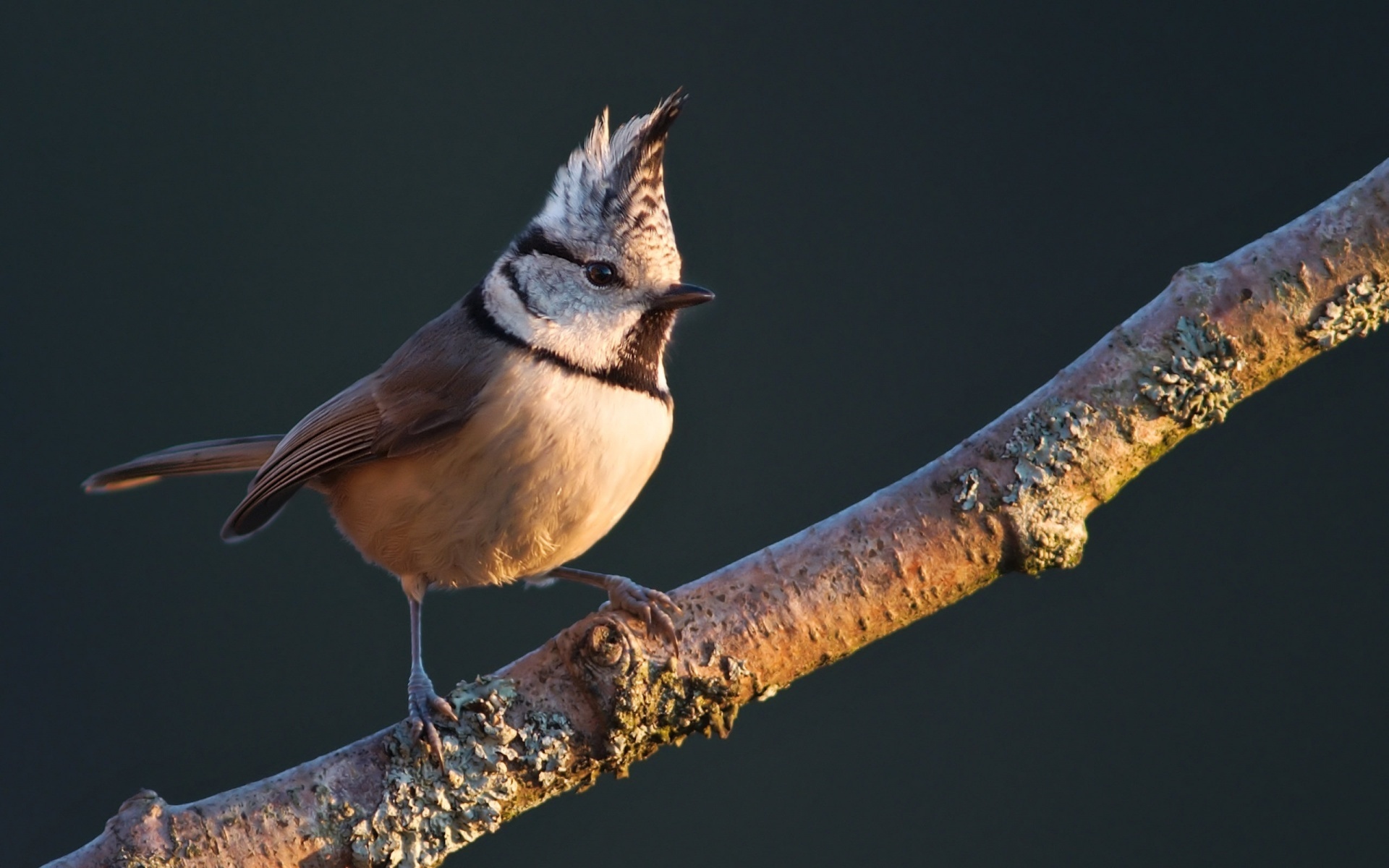 Laden Sie das Vogel, Vögel, Tiere-Bild kostenlos auf Ihren PC-Desktop herunter