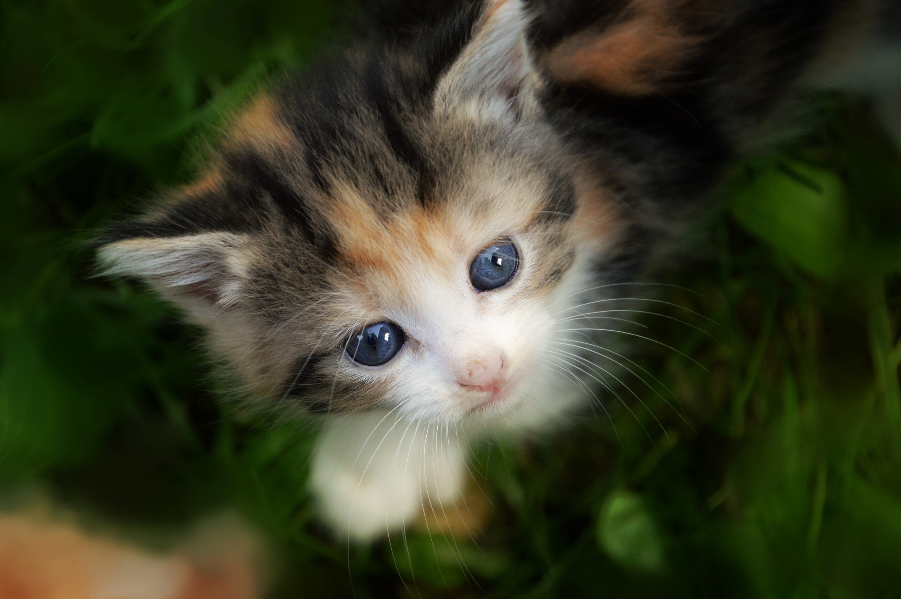 Download mobile wallpaper Cats, Cat, Kitten, Animal, Baby Animal for free.