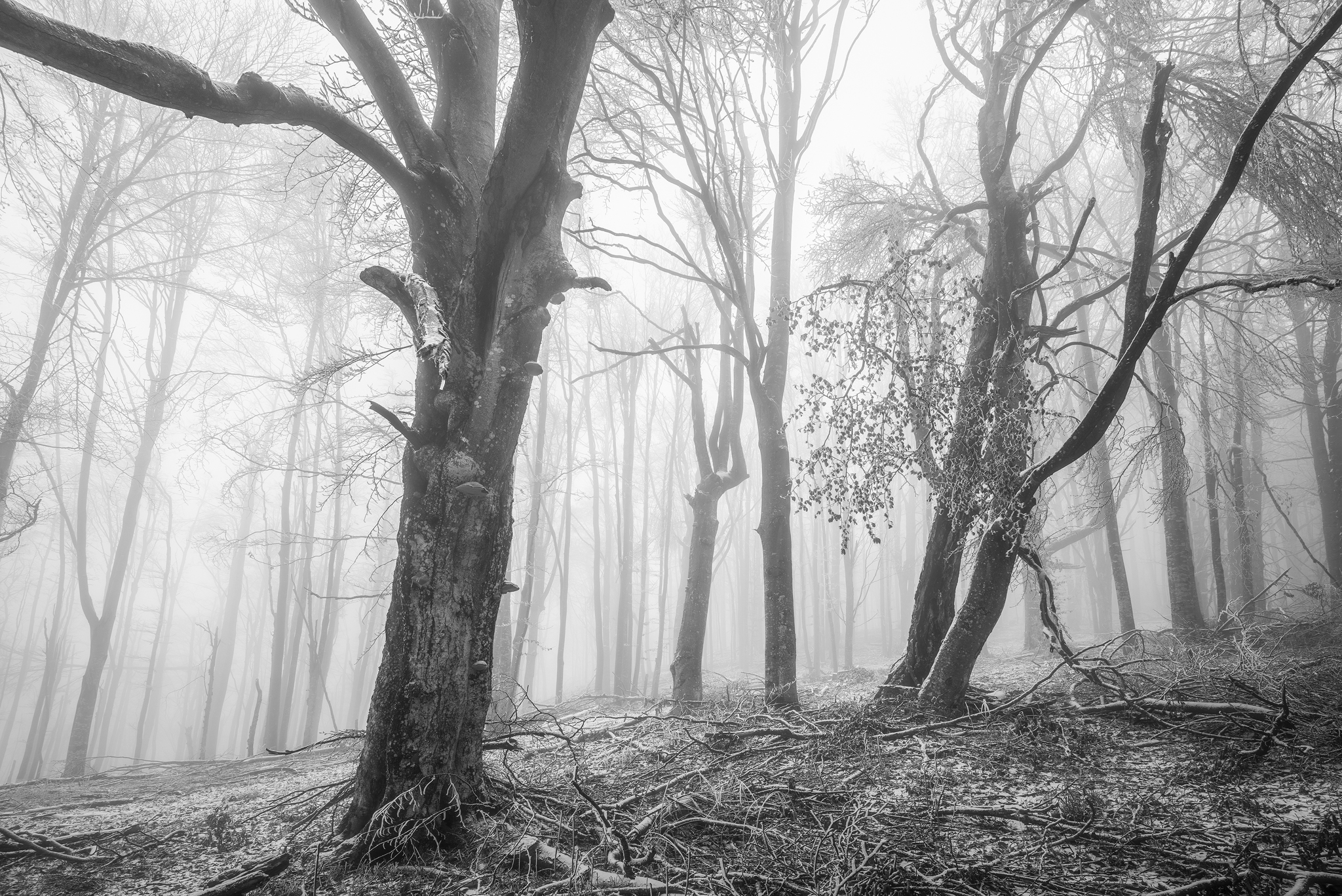 Descarga gratis la imagen Invierno, Bosque, Niebla, Tierra/naturaleza en el escritorio de tu PC