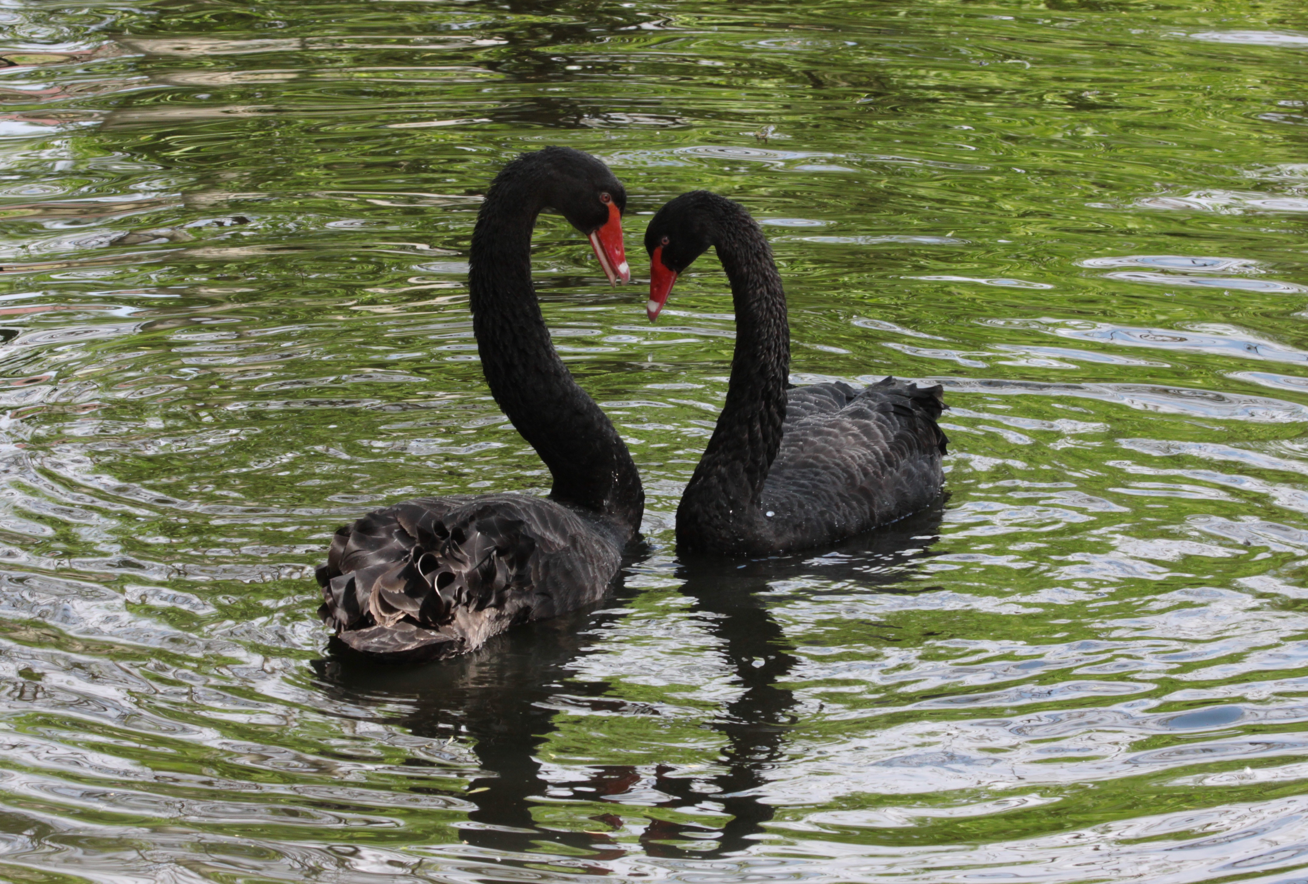 Laden Sie das Vögel, Reflexion, Paar, Swans, Tiere-Bild kostenlos auf Ihren PC-Desktop herunter