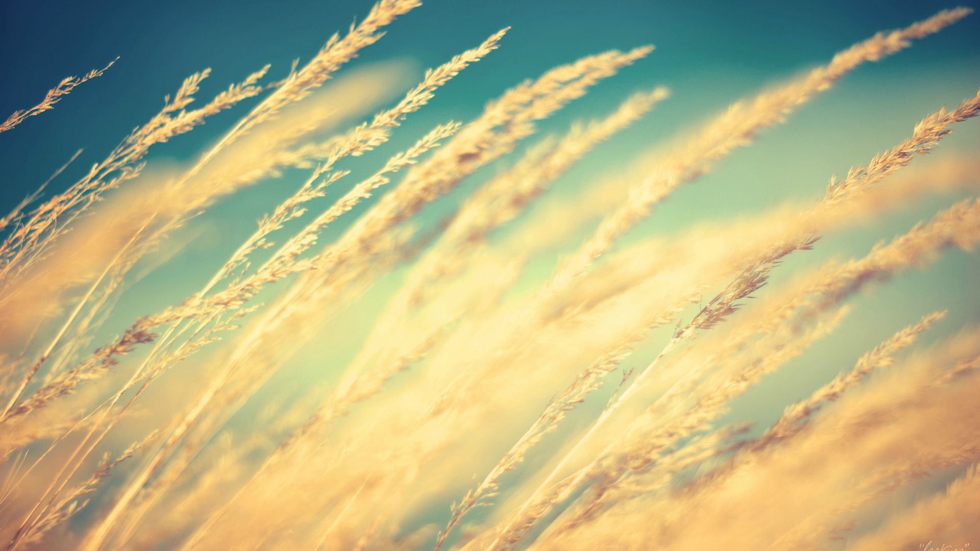 Download mobile wallpaper Wheat, Earth for free.