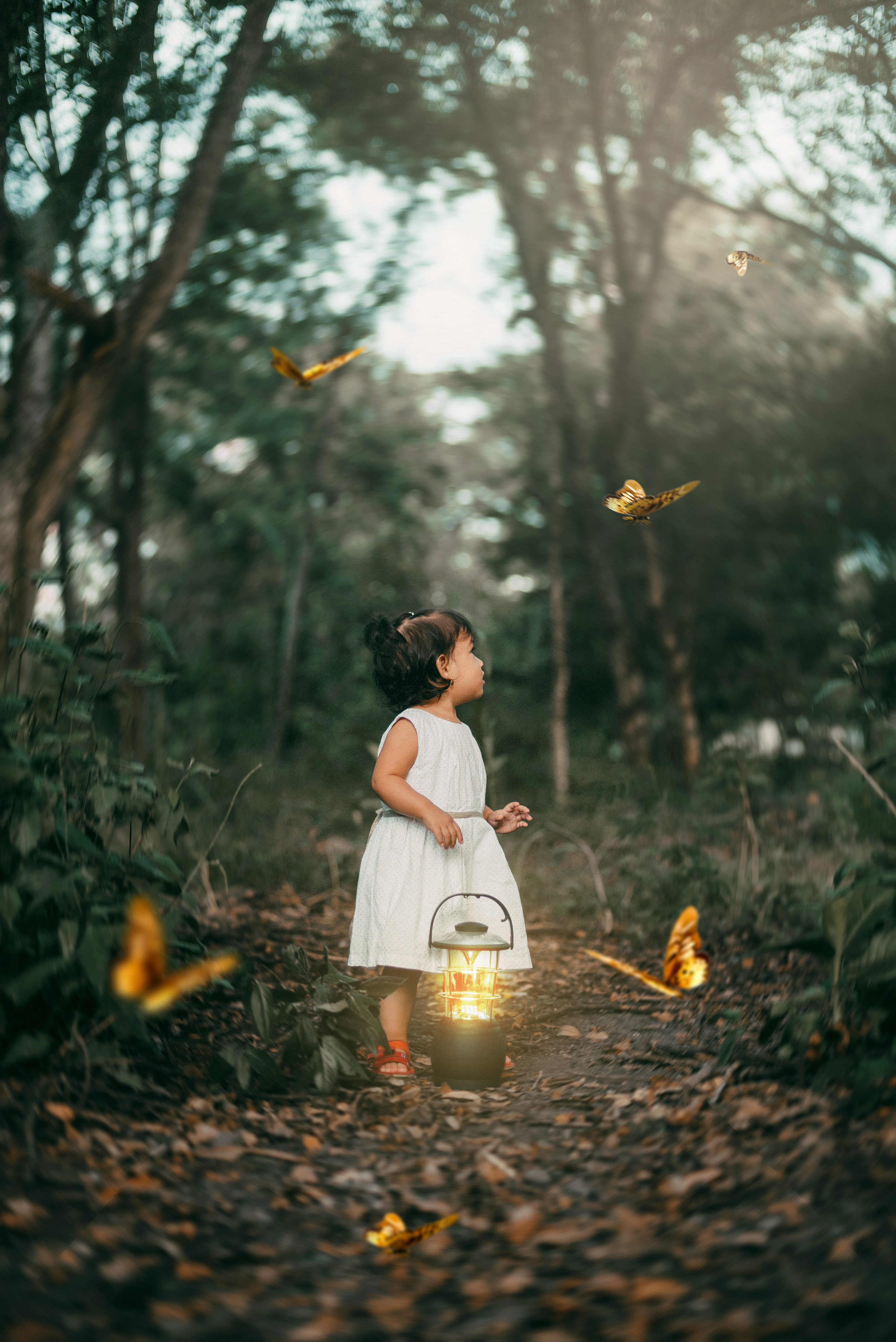 butterflies, miscellanea, lantern, miscellaneous, forest, path, lamp, child phone background