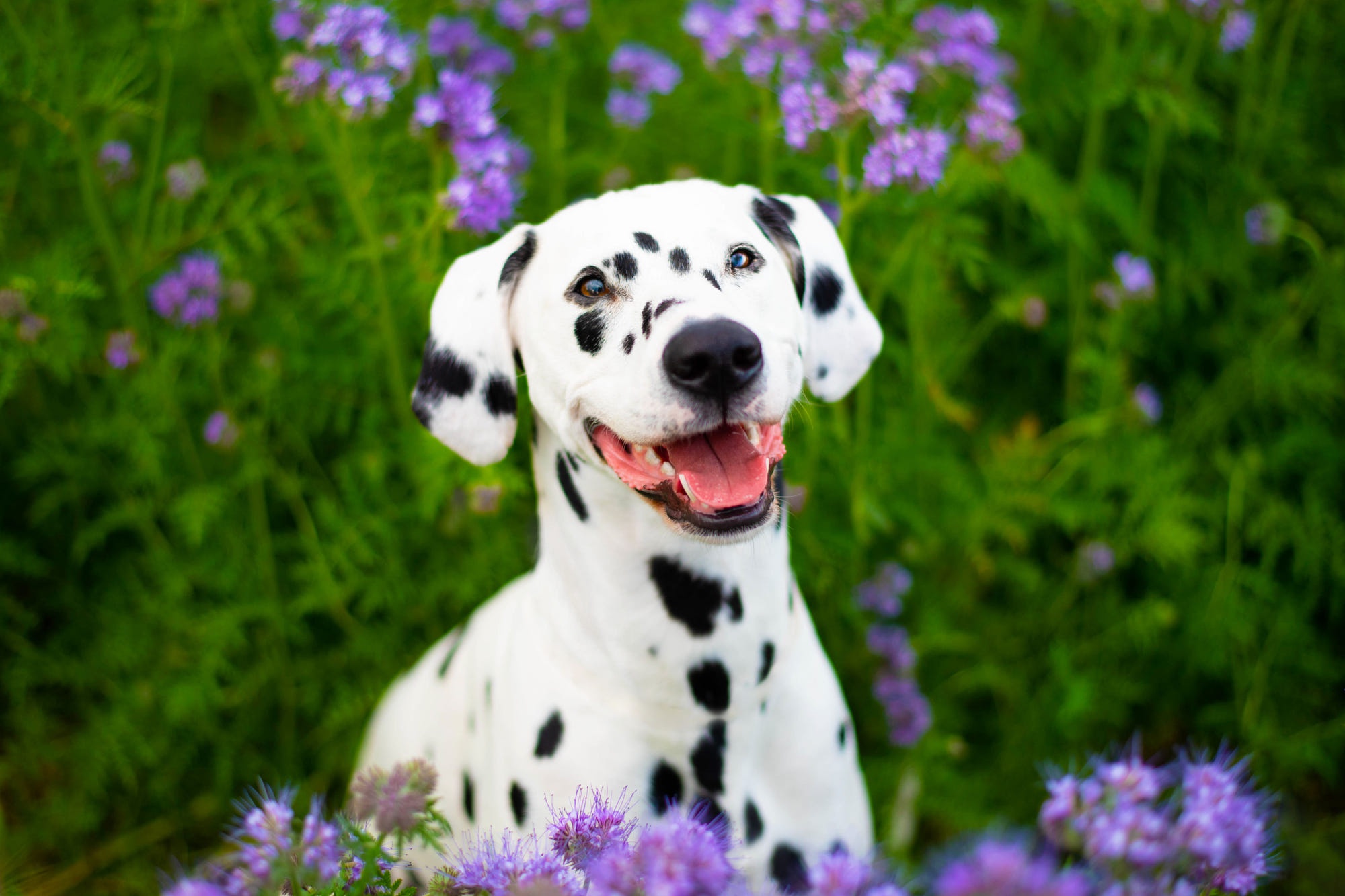 Free download wallpaper Dogs, Animal, Dalmatian on your PC desktop