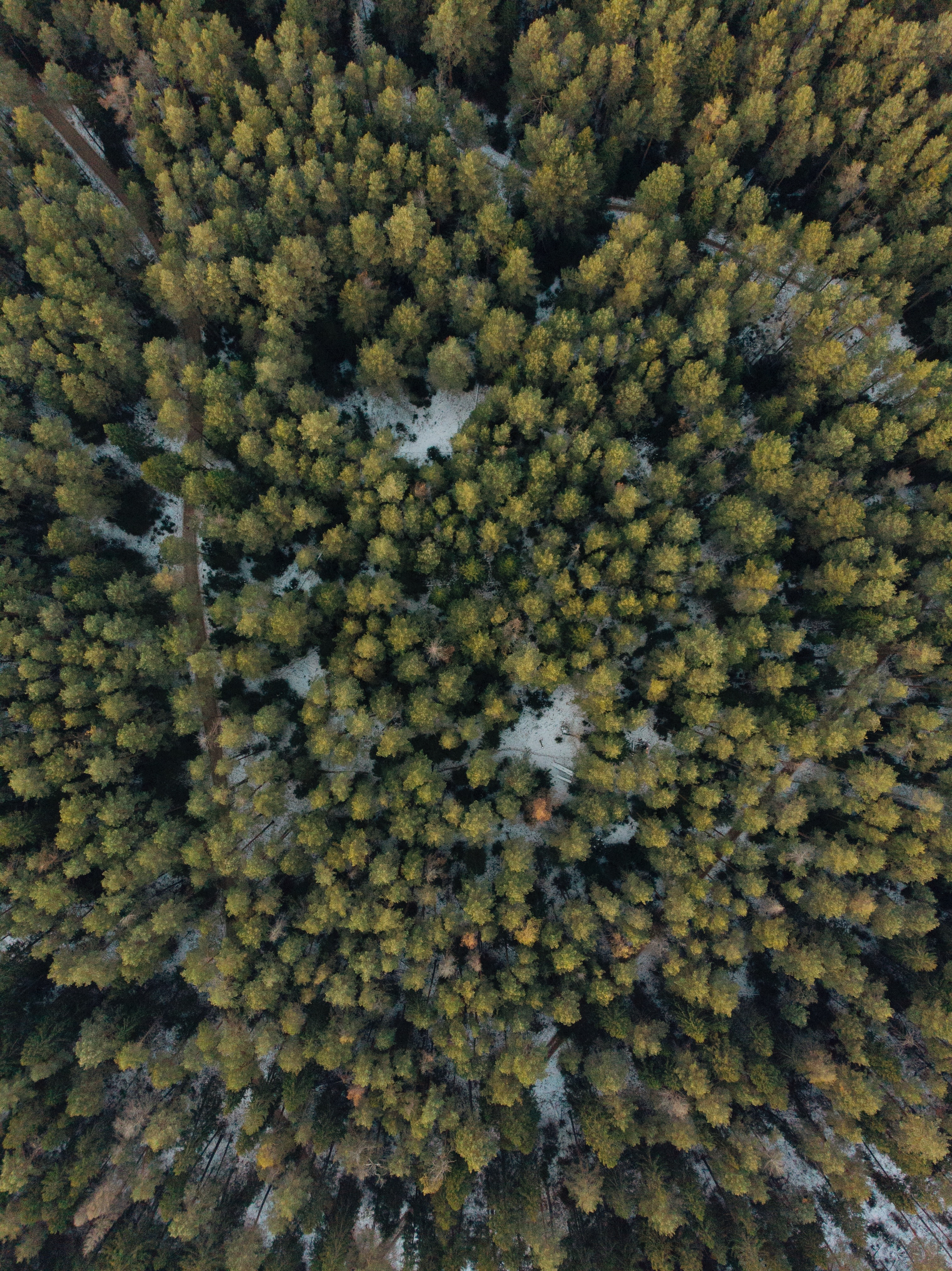 Download mobile wallpaper Snow, Trees, View From Above, Forest, Nature for free.