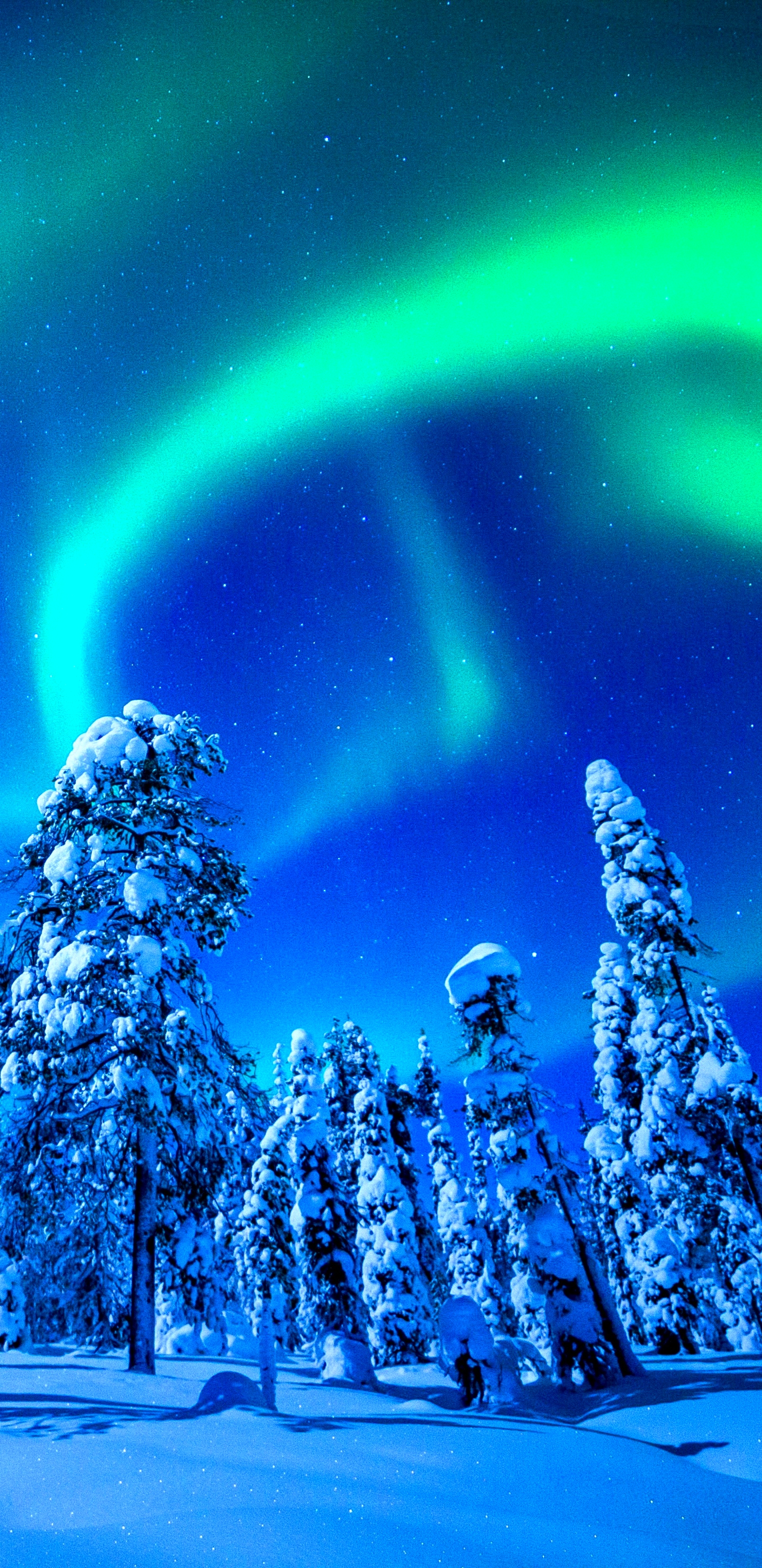 Download mobile wallpaper Winter, Forest, Earth, Aurora Borealis for free.