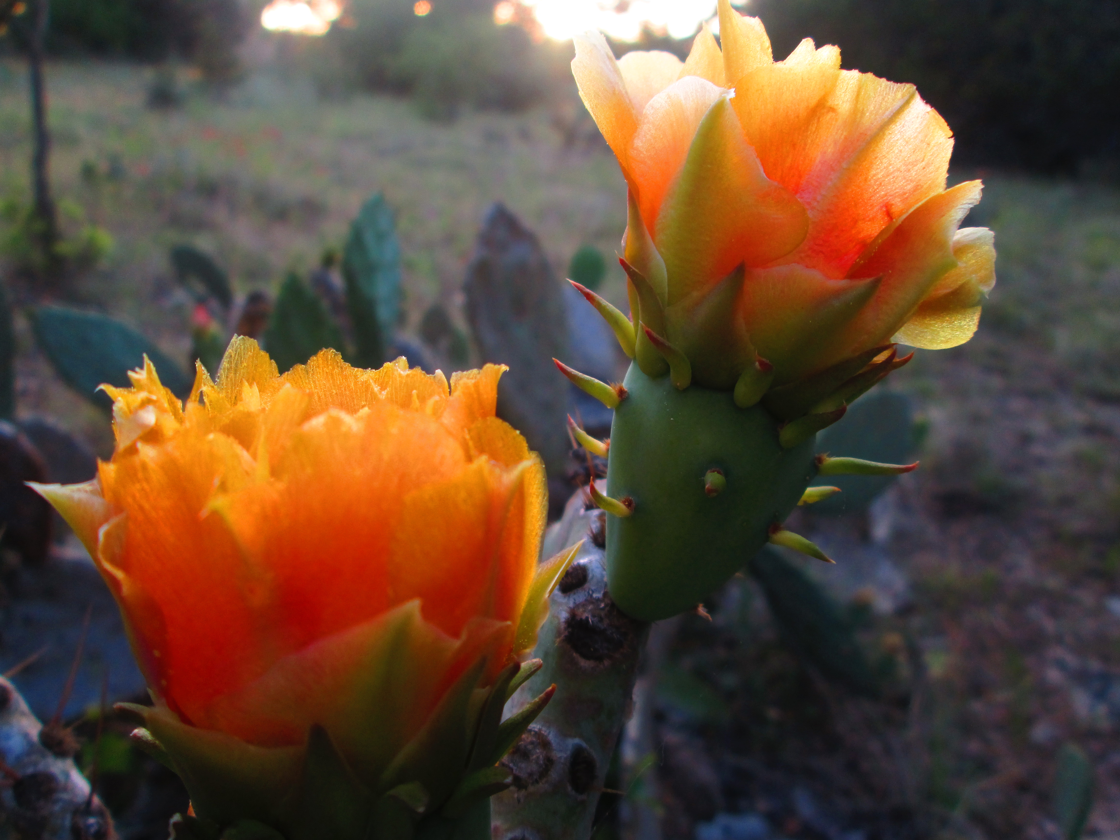 earth, flower, cactus blossom, orange flower, flowers
