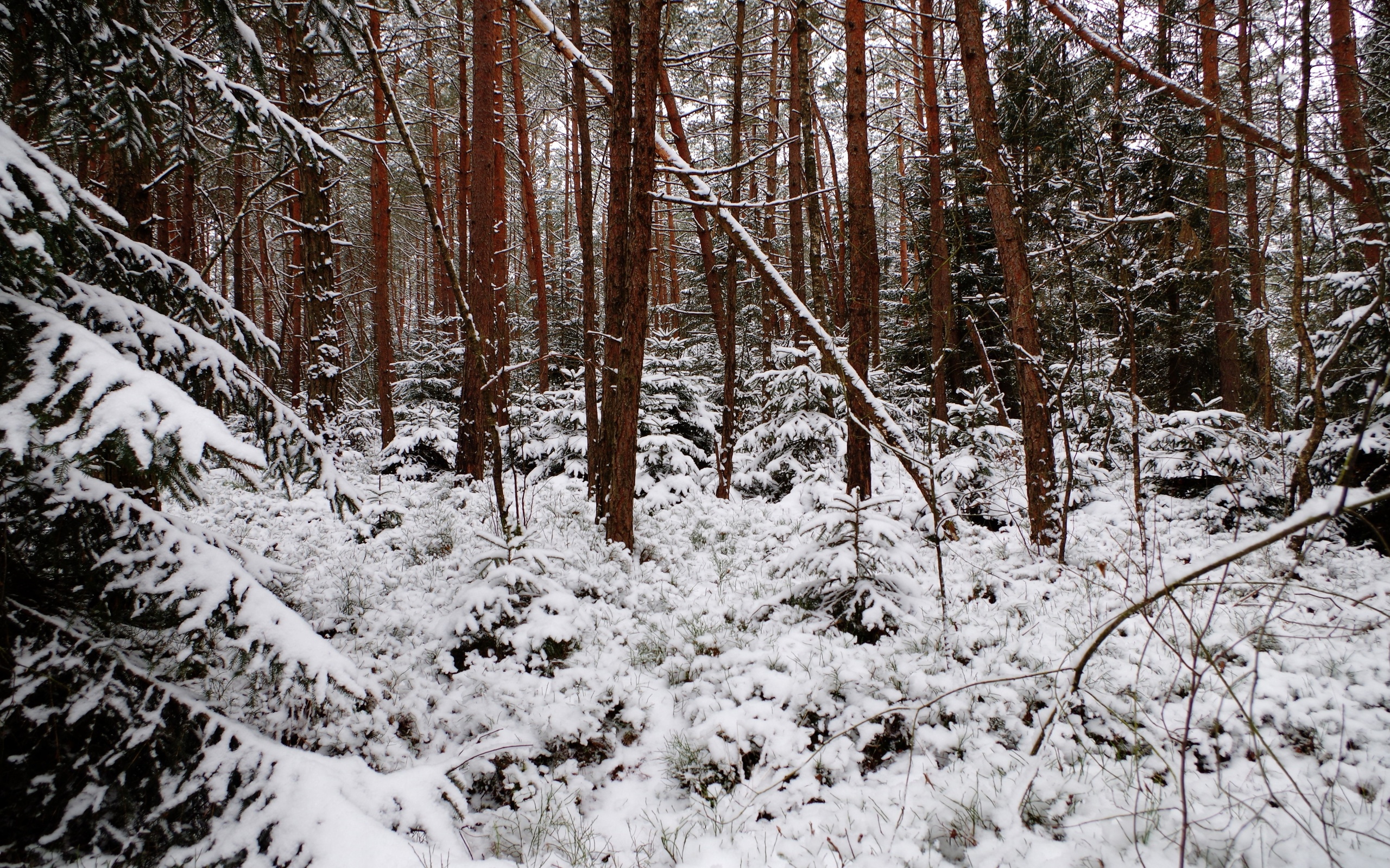 Baixe gratuitamente a imagem Inverno, Terra/natureza na área de trabalho do seu PC