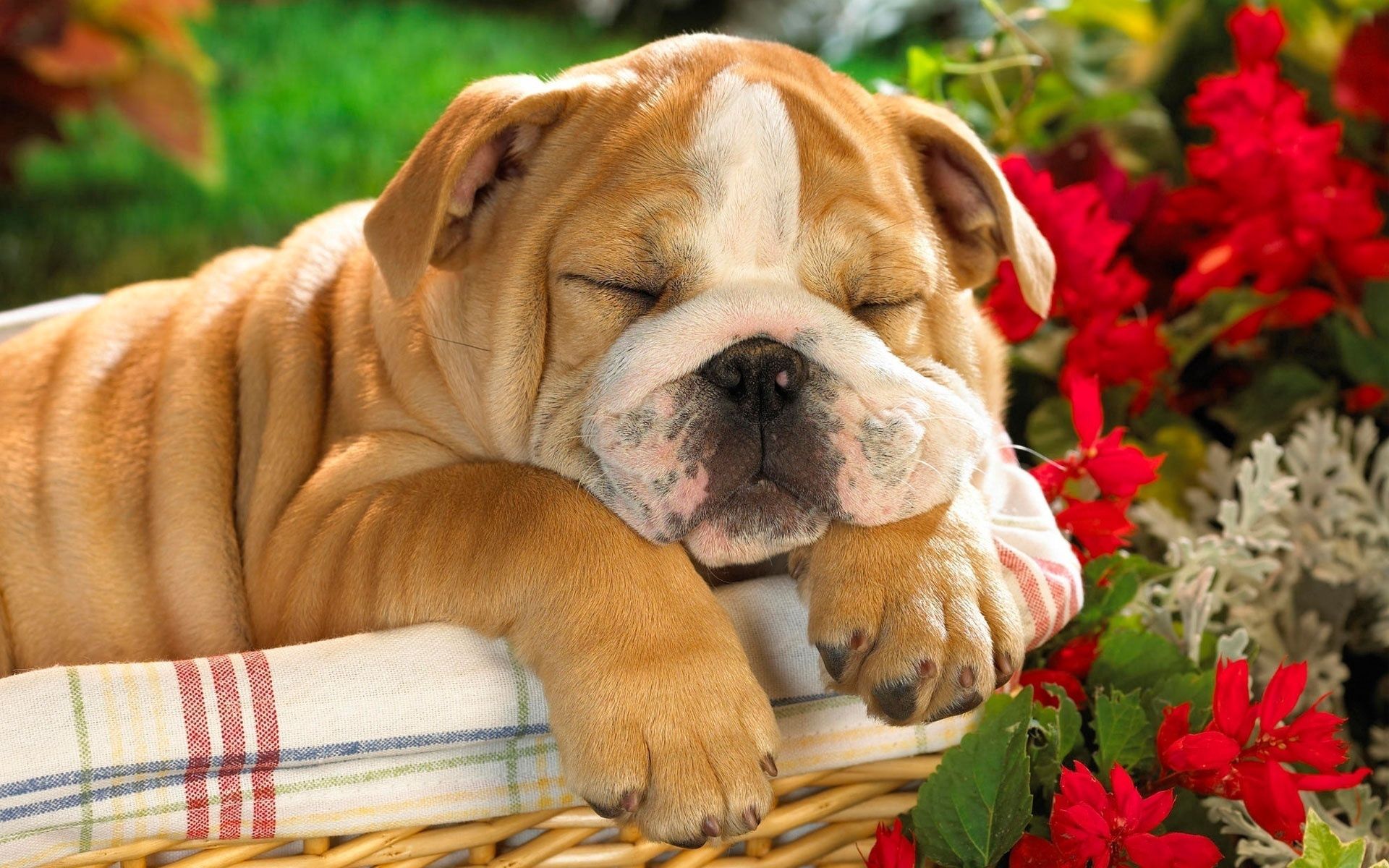 88850 télécharger l'image bulldog anglais, animaux, chien, chiot, panier, bouledogue anglais - fonds d'écran et économiseurs d'écran gratuits
