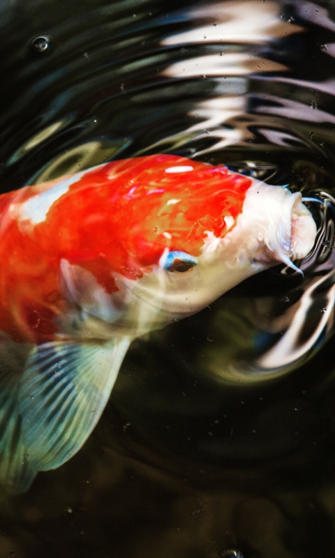 Download mobile wallpaper Fishes, Animal, Fish, Koi, Koi Carp for free.