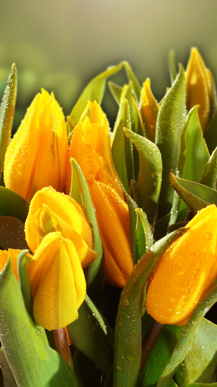 Handy-Wallpaper Blumen, Blume, Nahansicht, Tulpe, Gelbe Blume, Wassertropfen, Erde/natur kostenlos herunterladen.