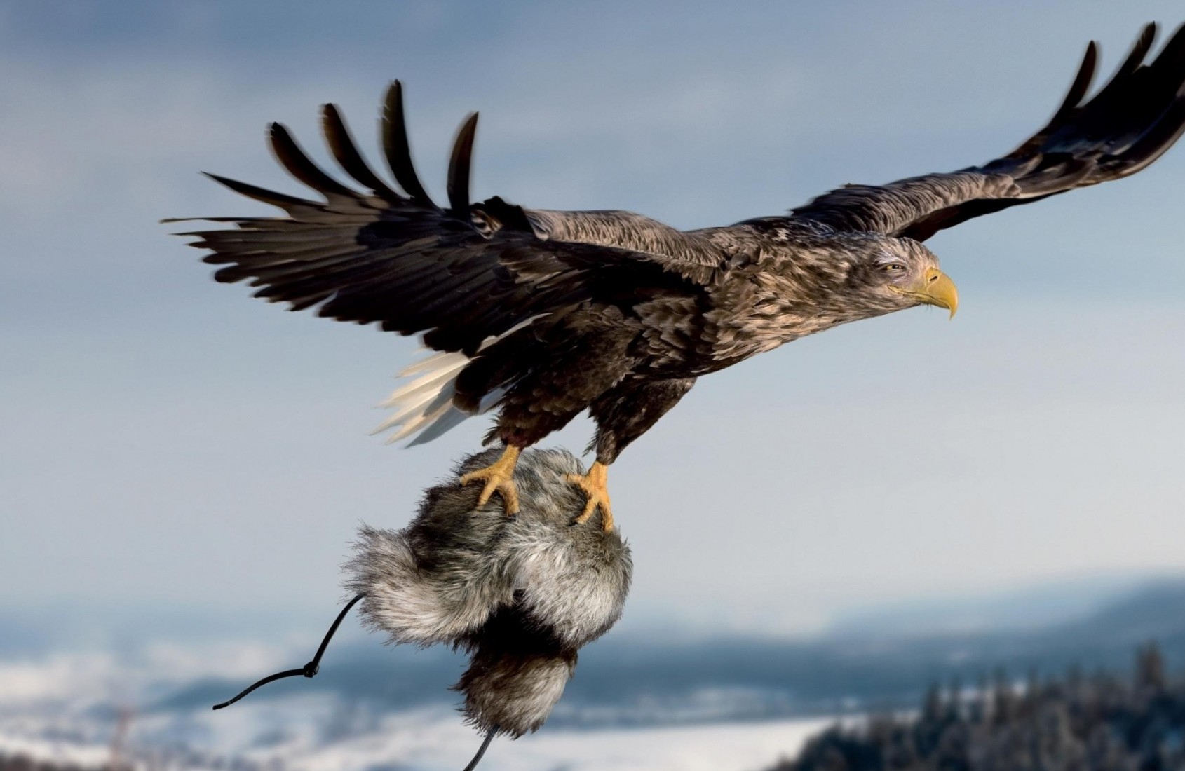 Descarga gratuita de fondo de pantalla para móvil de Animales, Águila, Aves.