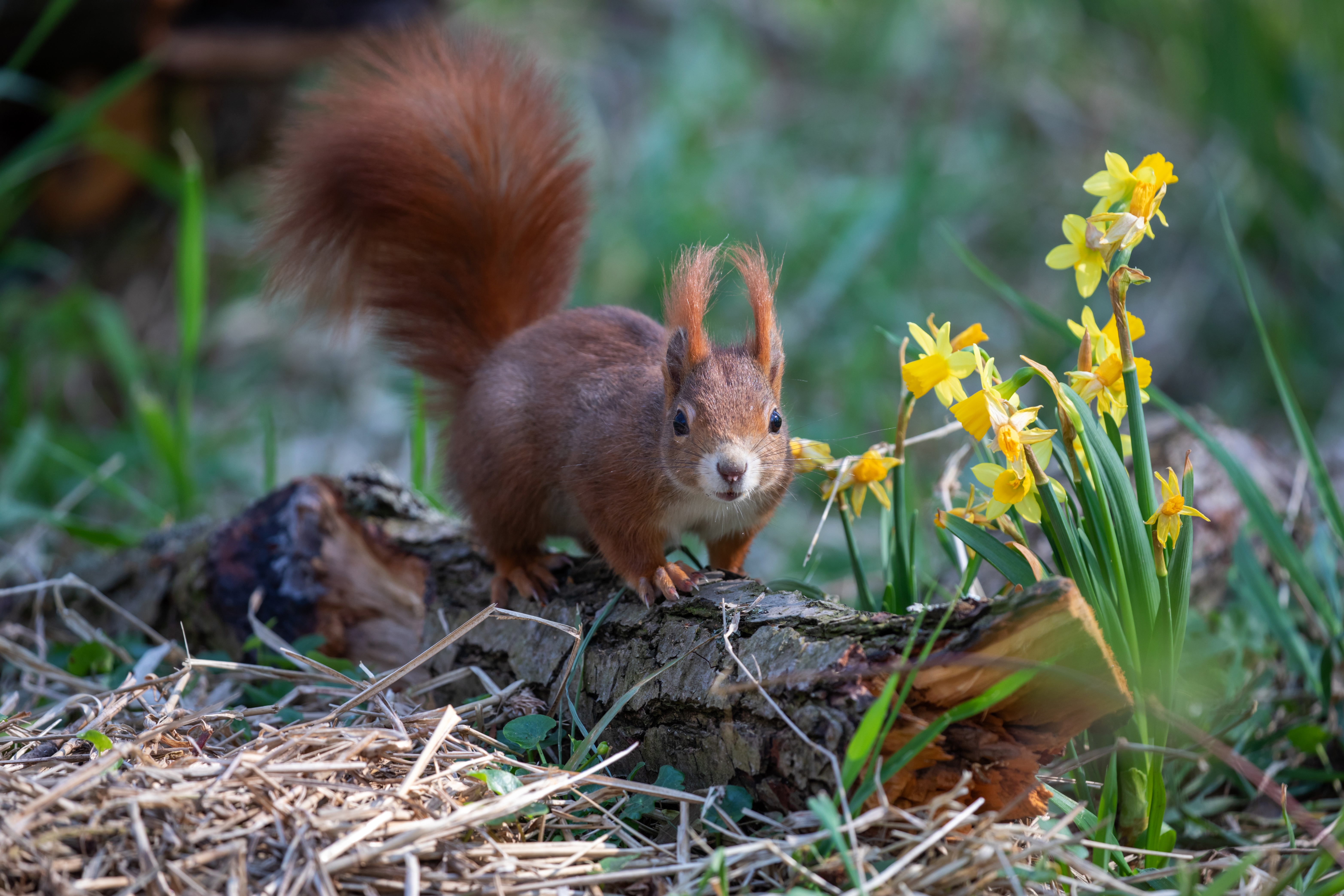 Laden Sie das Tiere, Eichhörnchen, Narzissen, Blume, Nagetier-Bild kostenlos auf Ihren PC-Desktop herunter