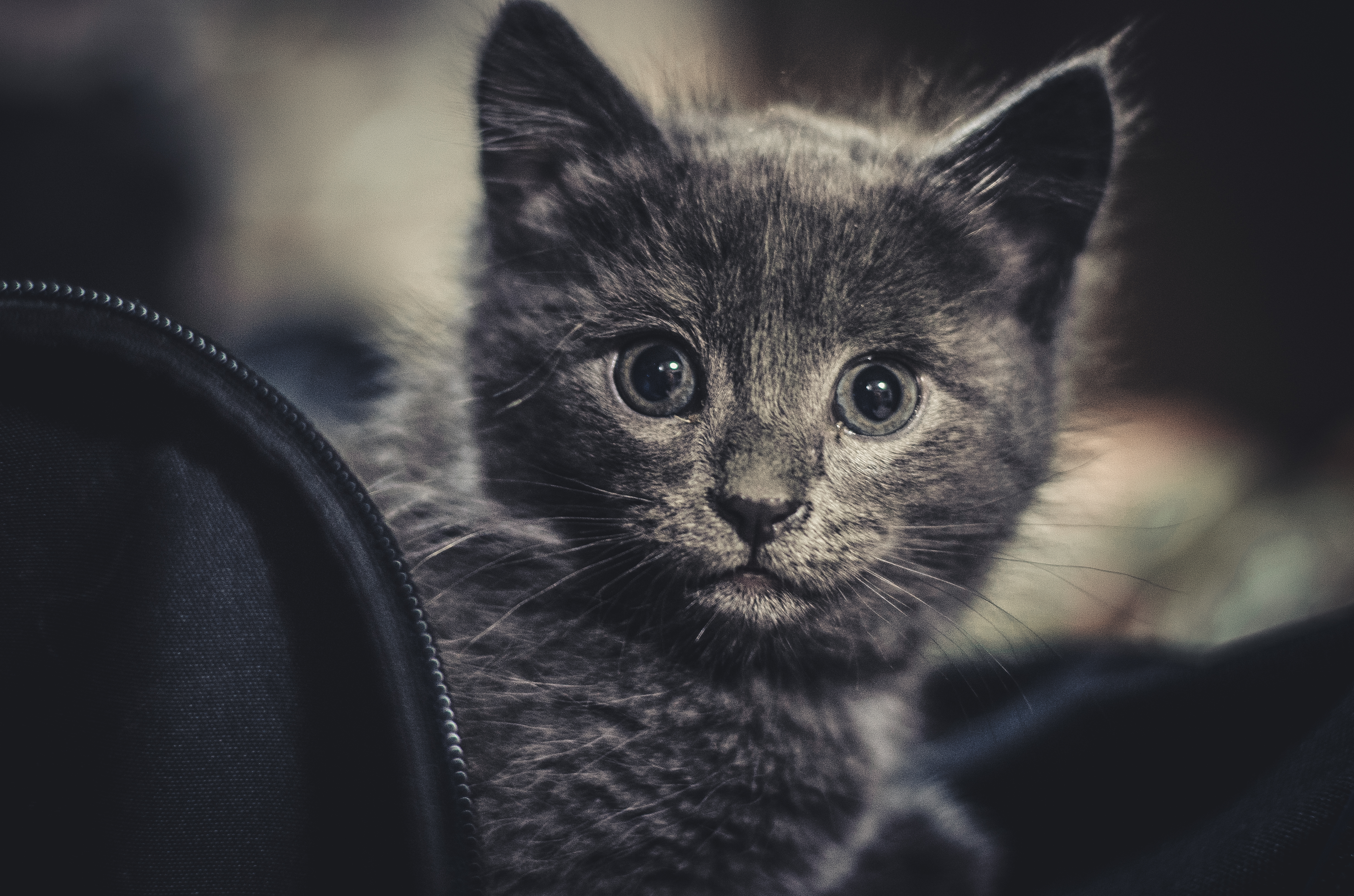 PCデスクトップに動物, ネコ, 猫, 子猫, 赤ちゃん動物, 見詰める画像を無料でダウンロード