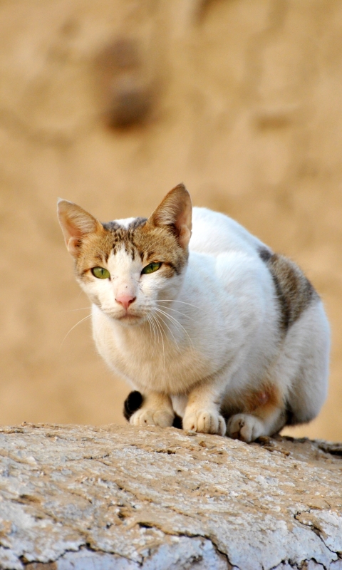 Descarga gratuita de fondo de pantalla para móvil de Animales, Gatos, Gato, Ojos Verdes.