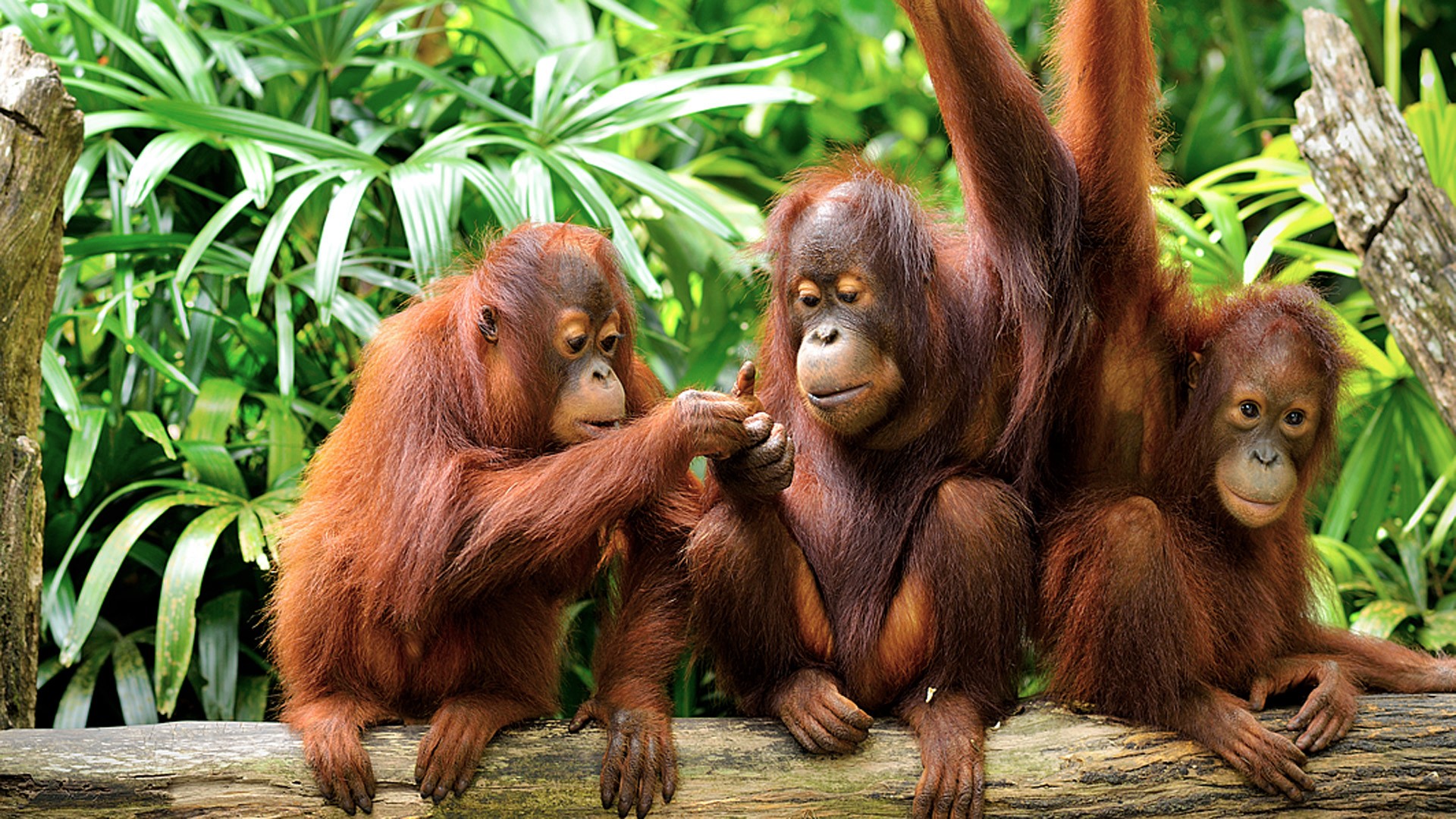 Download mobile wallpaper Monkeys, Animal, Cute, Primate, Orangutan, Baby Animal for free.