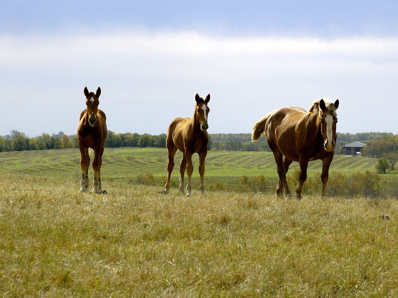 animals, grass, sky, horses desktop HD wallpaper
