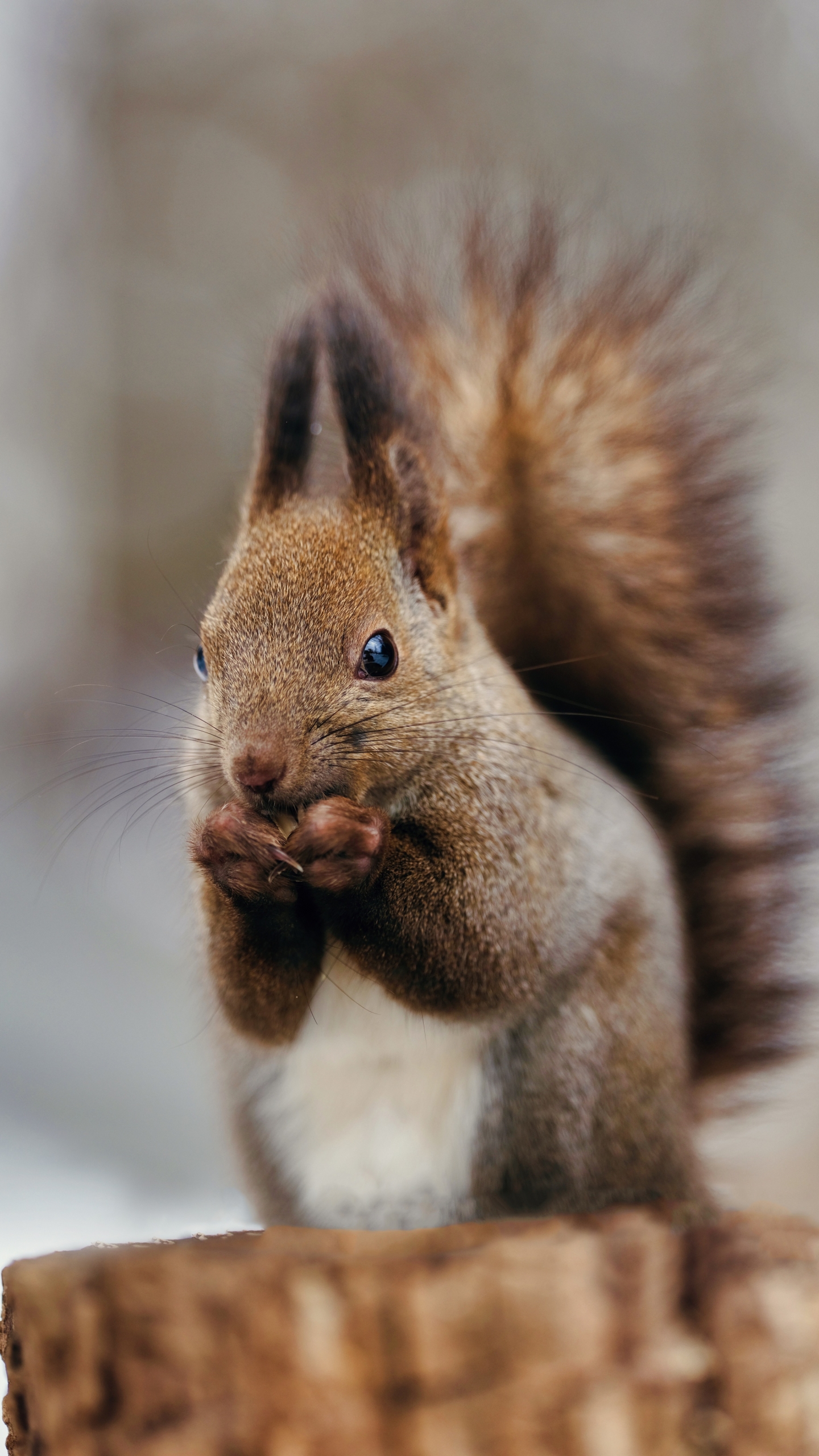 Download mobile wallpaper Squirrel, Animal for free.