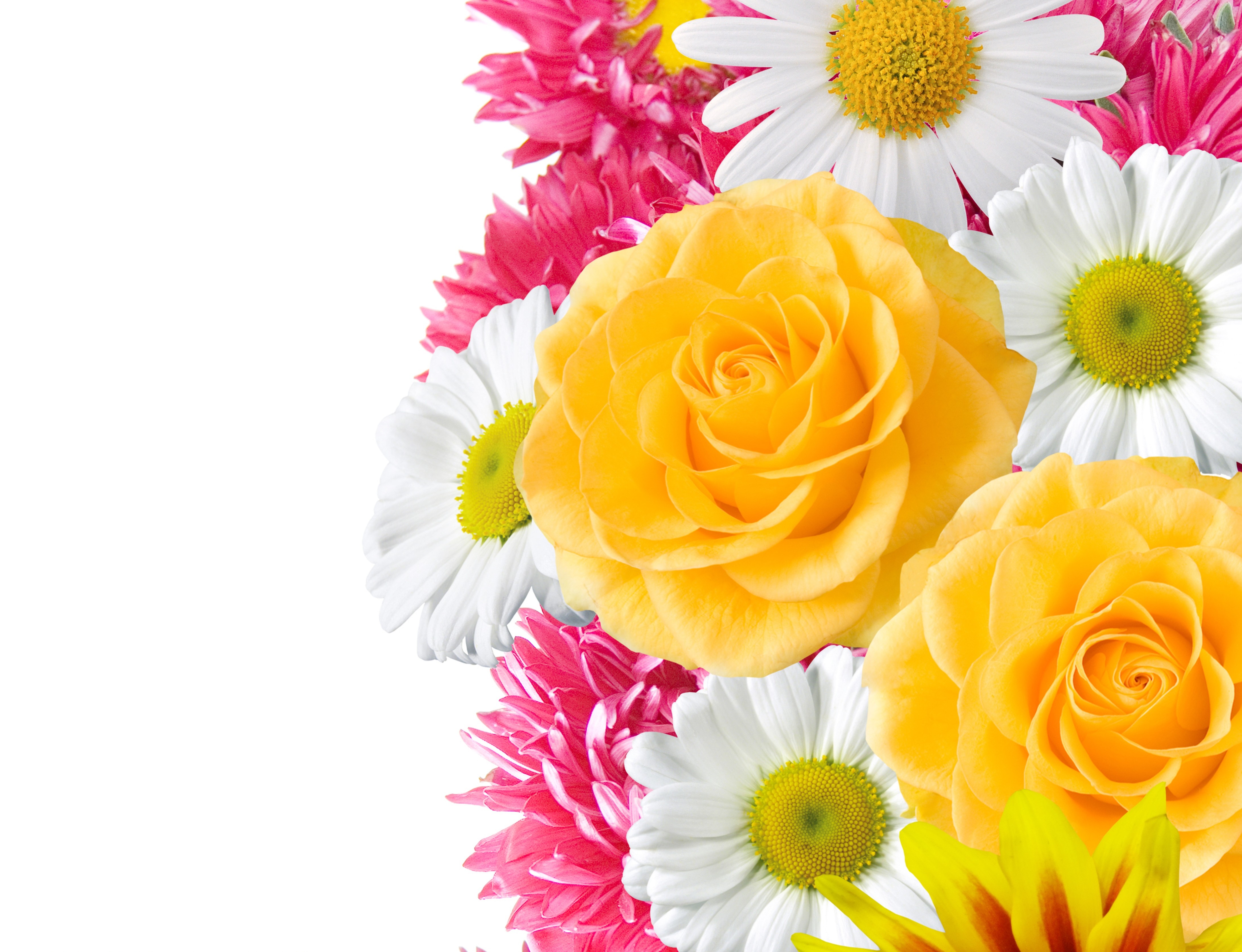 Laden Sie das Blumen, Blume, Farben, Frühling, Gelbe Blume, Weiße Blume, Erde/natur, Pinke Blume-Bild kostenlos auf Ihren PC-Desktop herunter
