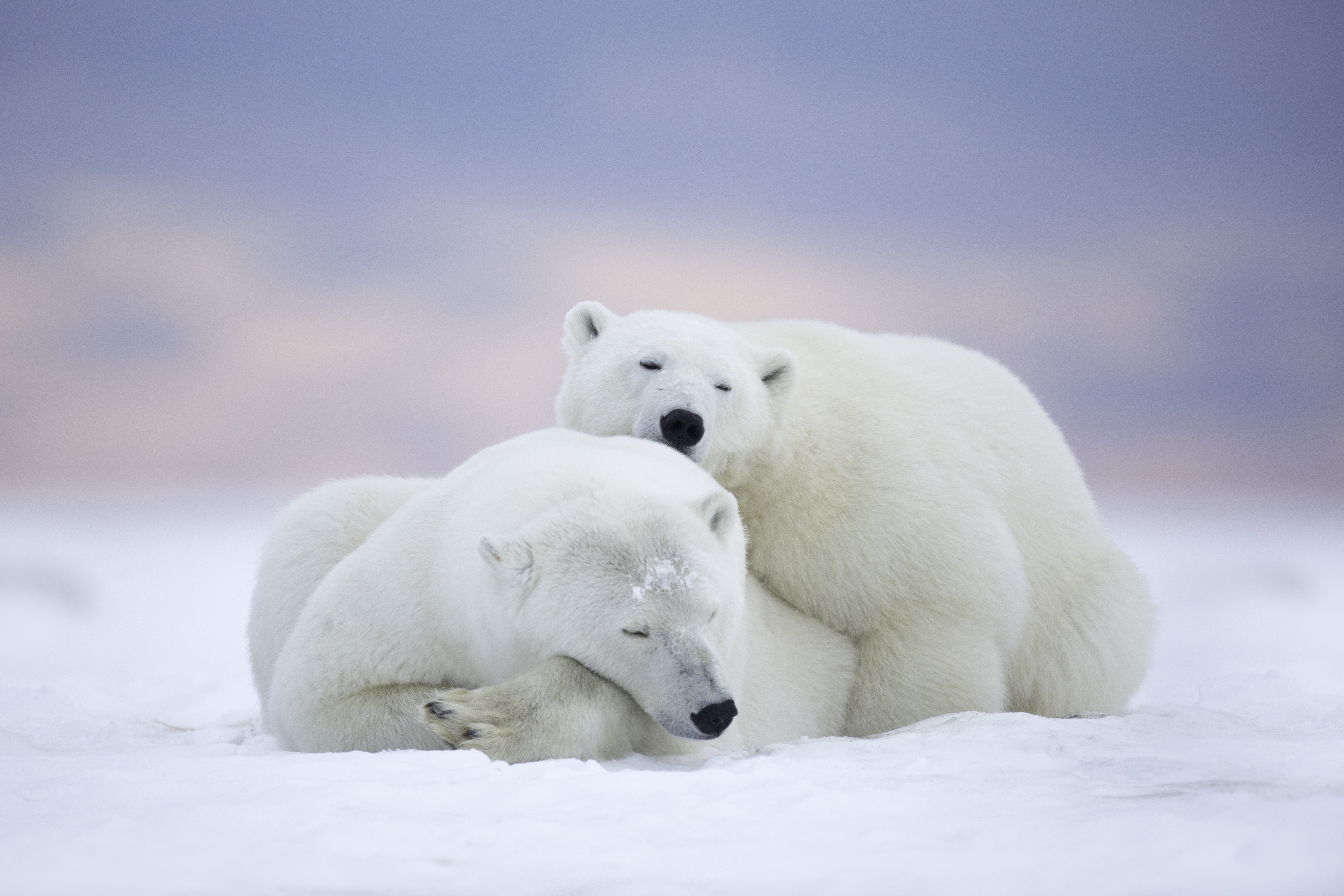 374957 télécharger l'image ours, animaux, ours polair - fonds d'écran et économiseurs d'écran gratuits