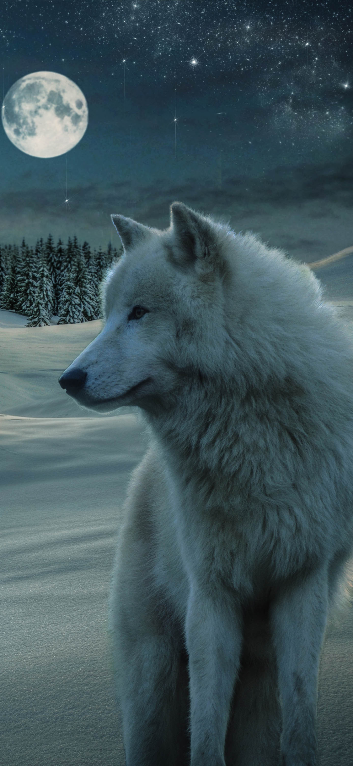 white wolf, wolf, starry sky, animal, snow, moon, winter, night, stars, wolves