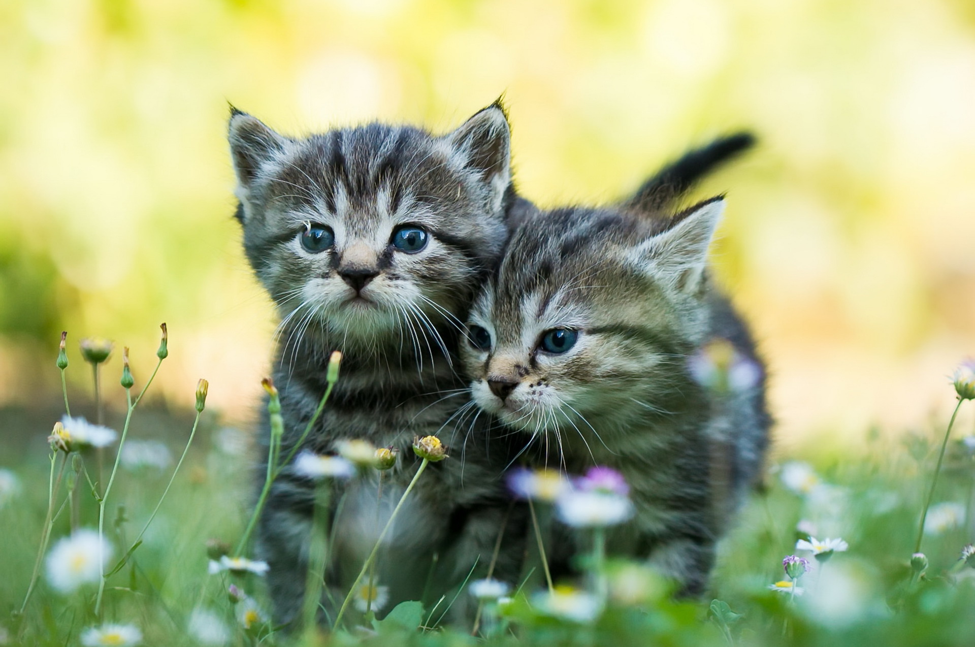 Free download wallpaper Cats, Cat, Kitten, Animal, Baby Animal on your PC desktop