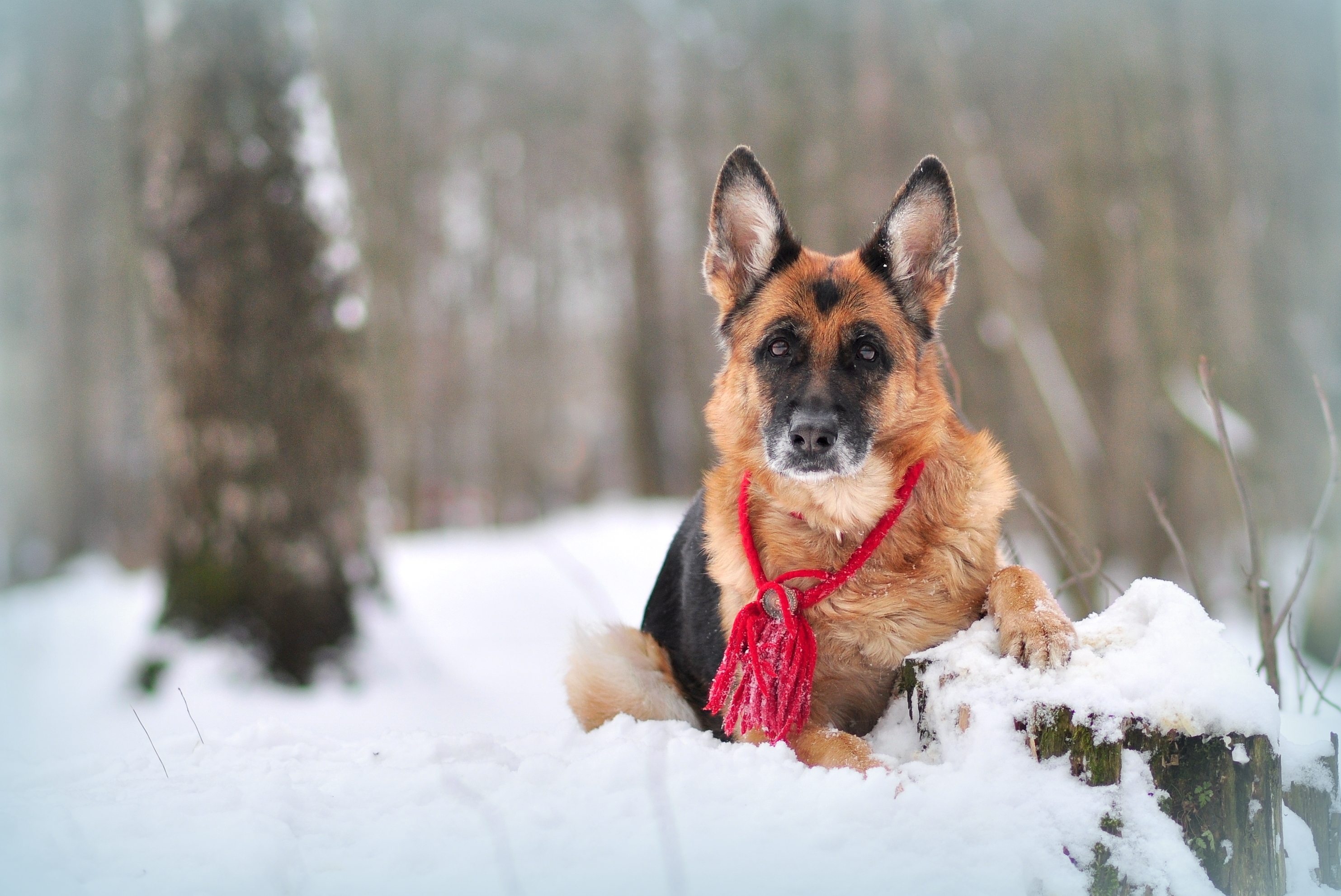 Free download wallpaper Winter, Dogs, Dog, Close Up, Animal, German Shepherd on your PC desktop