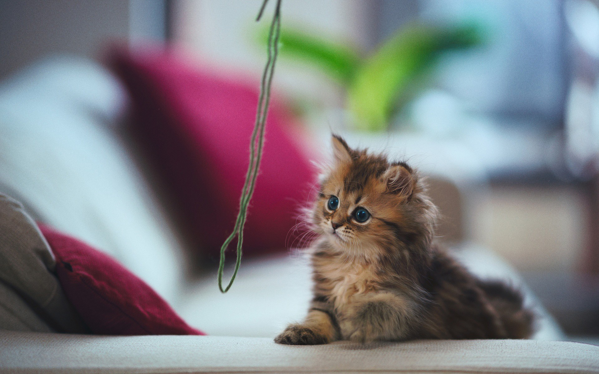 Téléchargez gratuitement l'image Animaux, Chat sur le bureau de votre PC