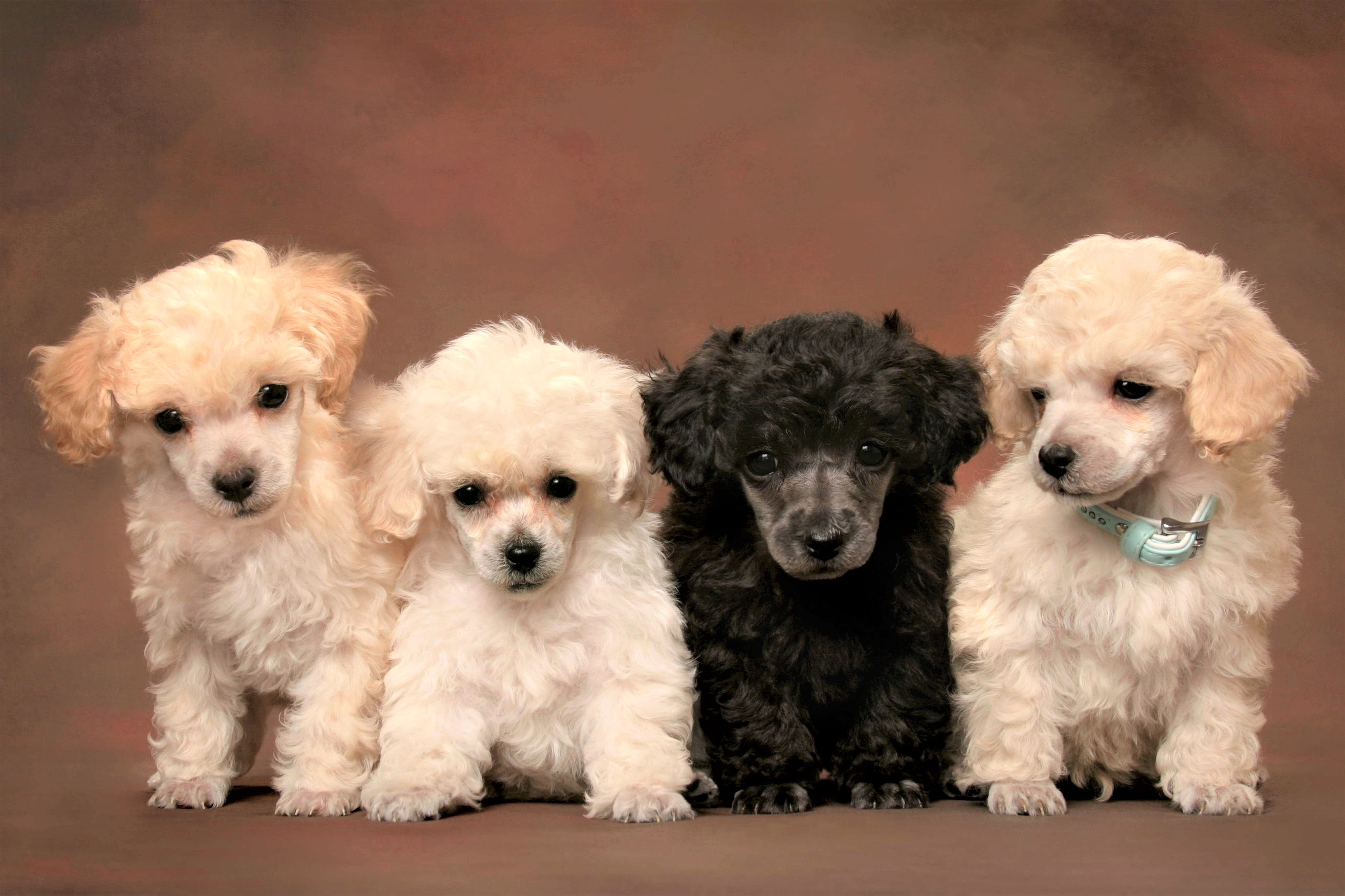 animal, poodle, baby animal, cute, puppy, dogs