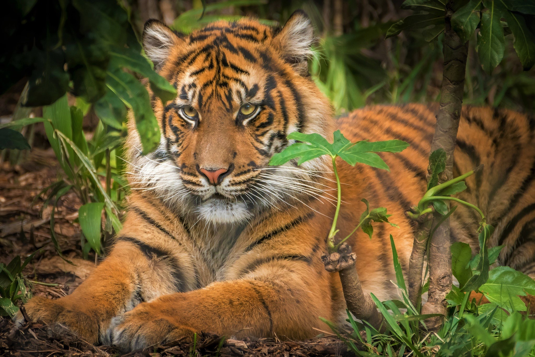 419776 скачать обои животные, тигр, суматранский тигр, кошки - заставки и картинки бесплатно
