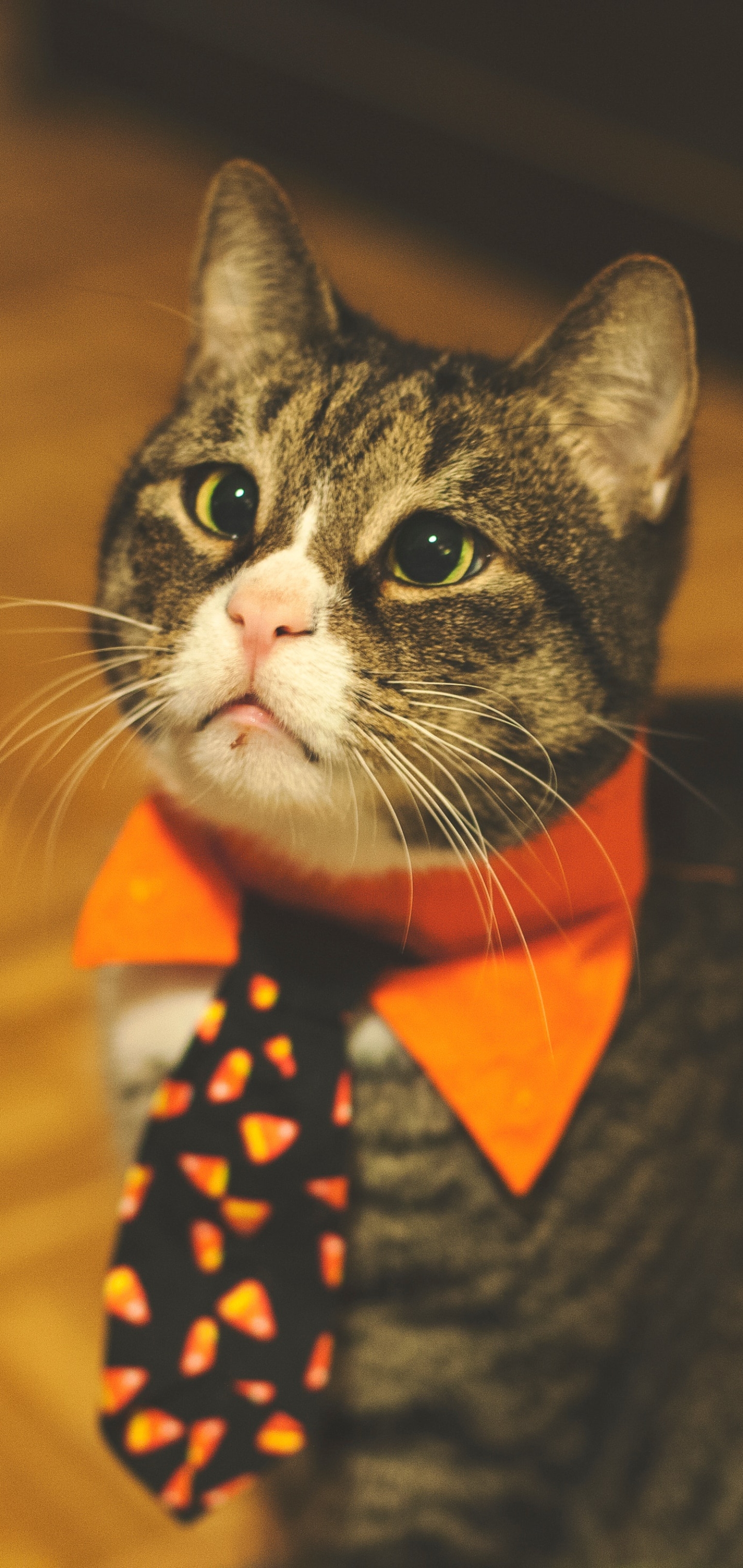 無料モバイル壁紙動物, ネコ, 猫, ネクタイをダウンロードします。