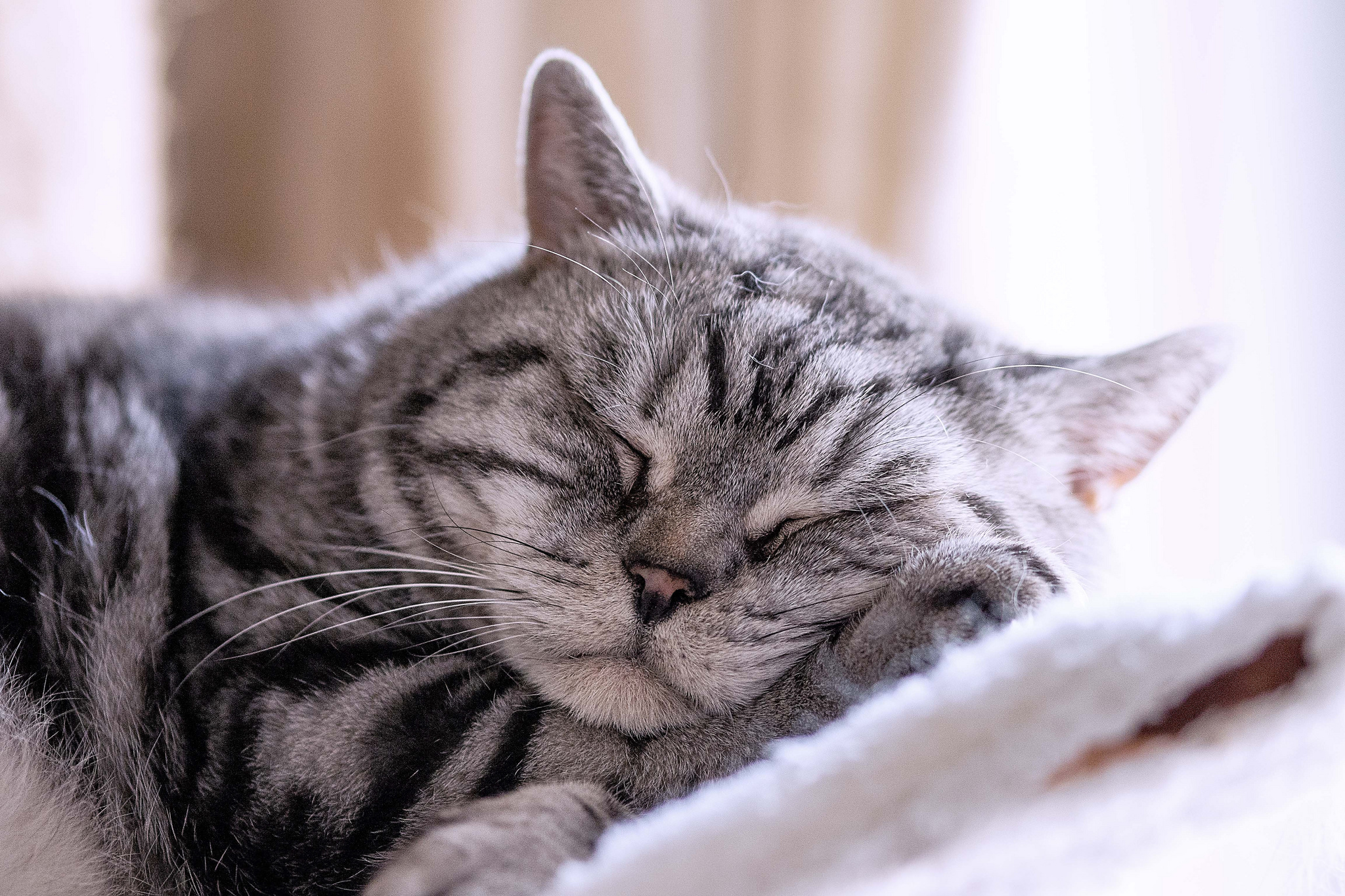 Baixar papel de parede para celular de Animais, Gatos, Gato, Dormindo gratuito.