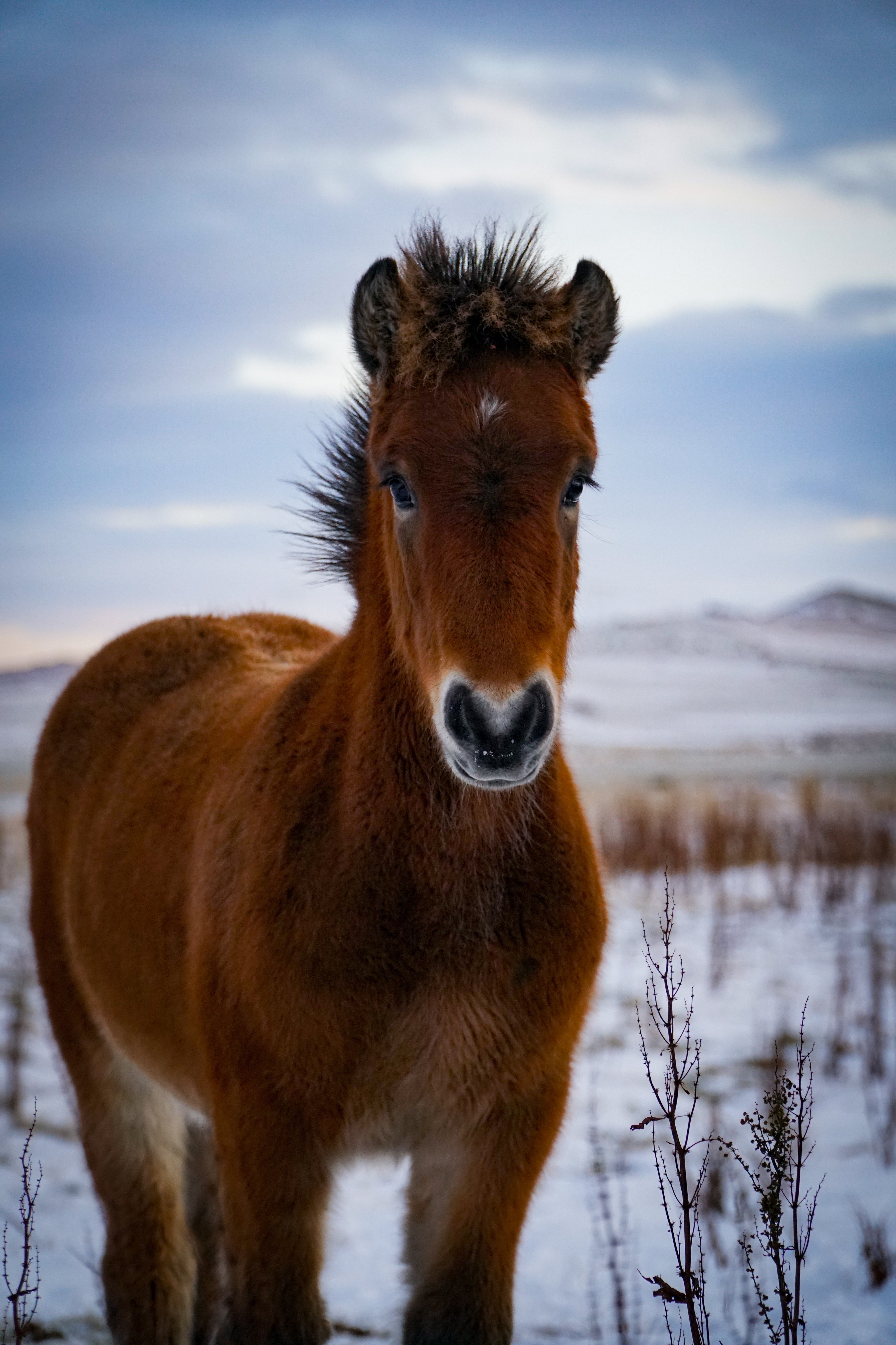 106155 скачать обои лошадь, пони, коричневый, животные, животное - заставки и картинки бесплатно