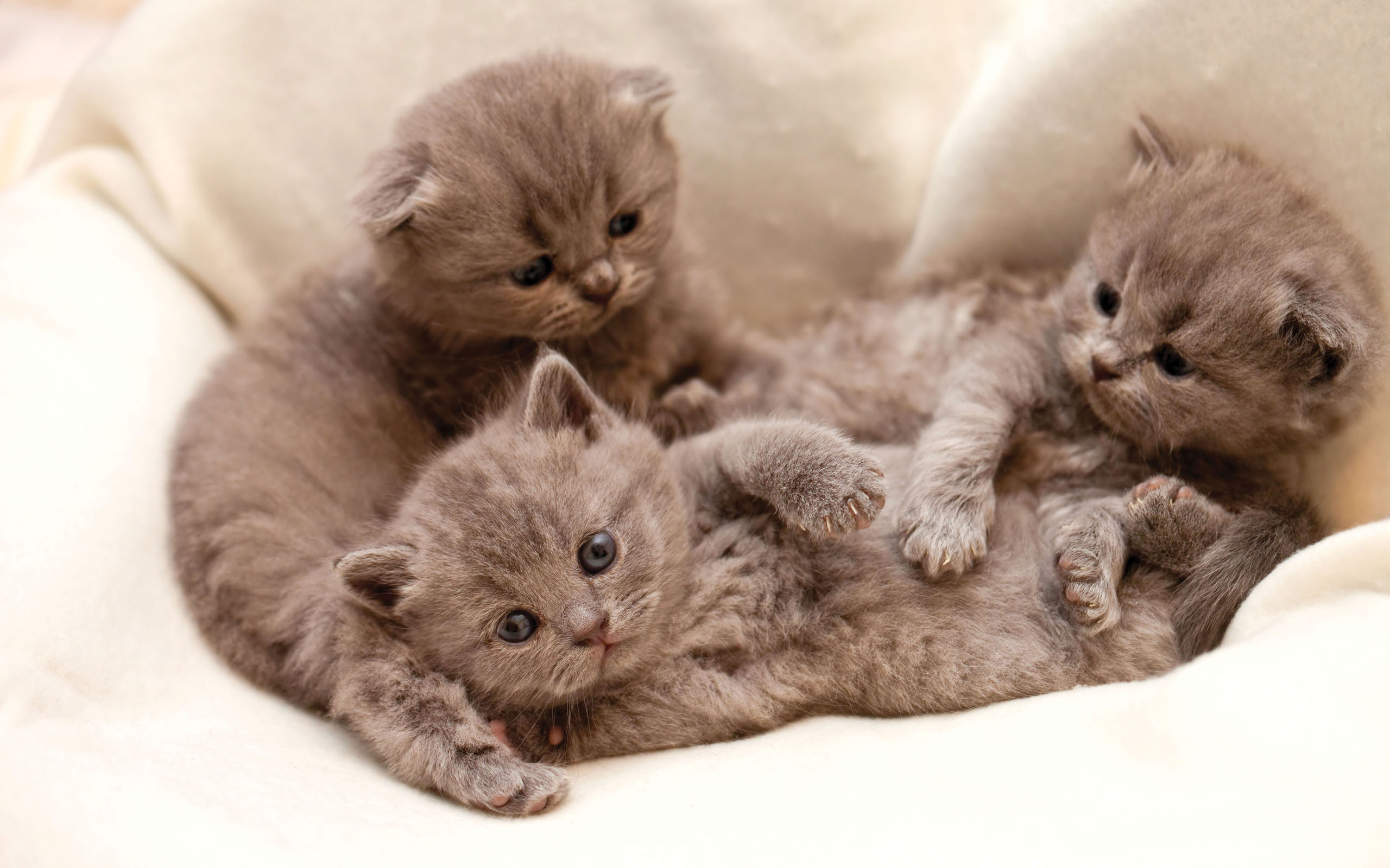 Baixe gratuitamente a imagem Animais, Gatos, Gato na área de trabalho do seu PC