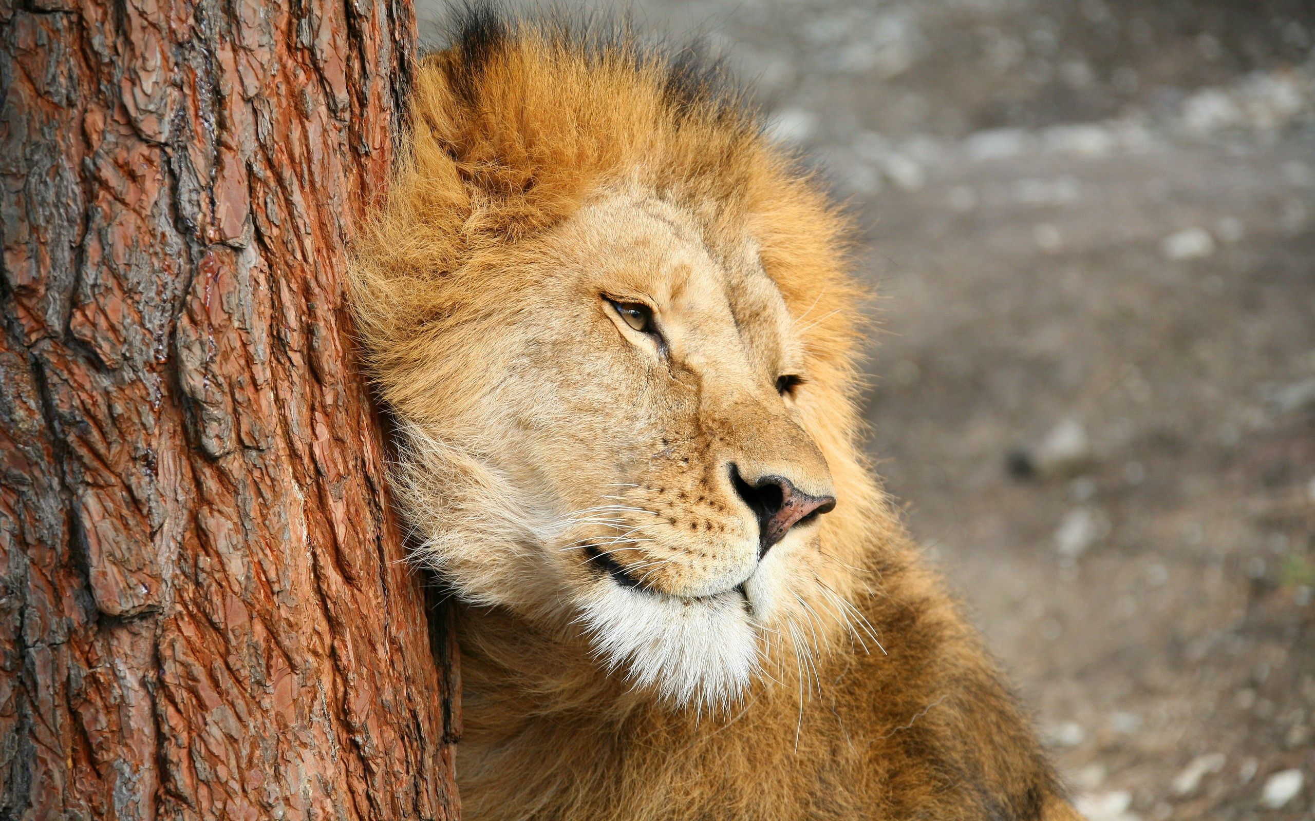 130258 descargar imagen un leon, animales, madera, árbol, león, depredador, sensibilidad, ternura: fondos de pantalla y protectores de pantalla gratis