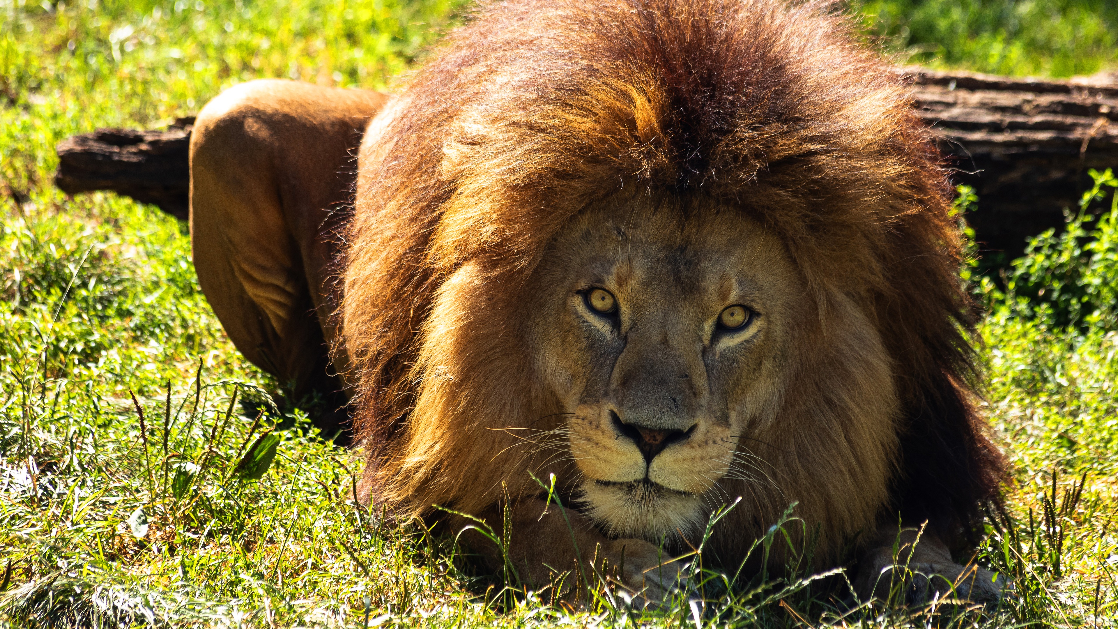 Téléchargez des papiers peints mobile Animaux, Chats, Lion gratuitement.