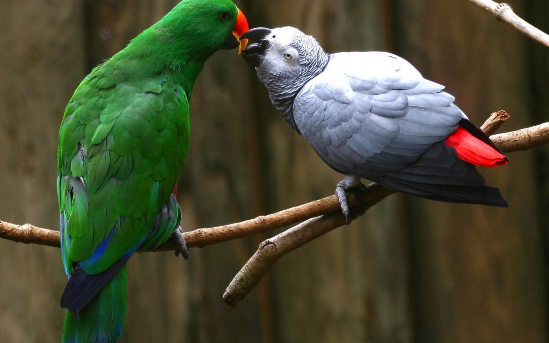 Завантажити шпалери Африканський Сірий Папуга на телефон безкоштовно
