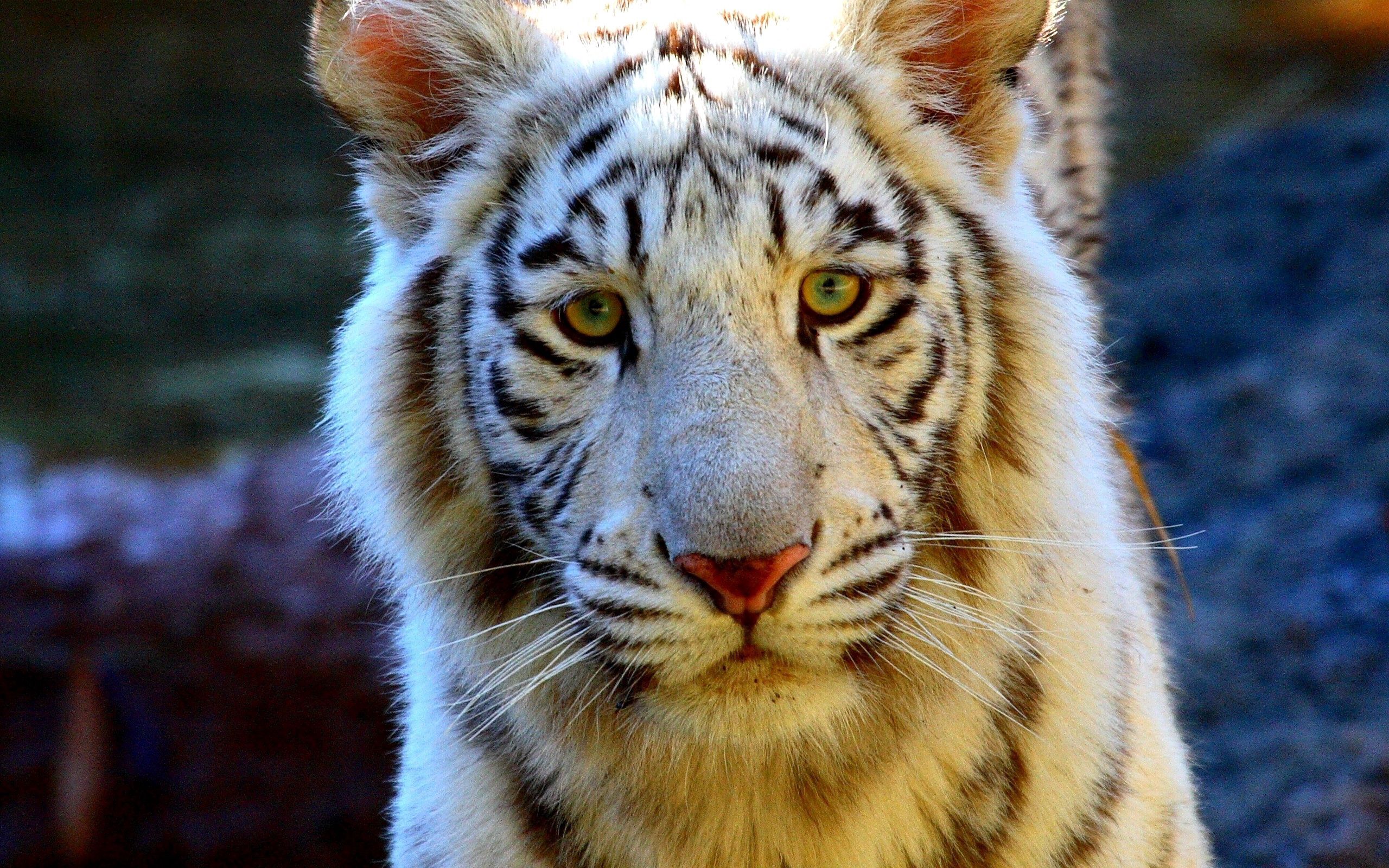 Free download wallpaper Muzzle, Sight, Opinion, Tiger, Animals, Sad on your PC desktop