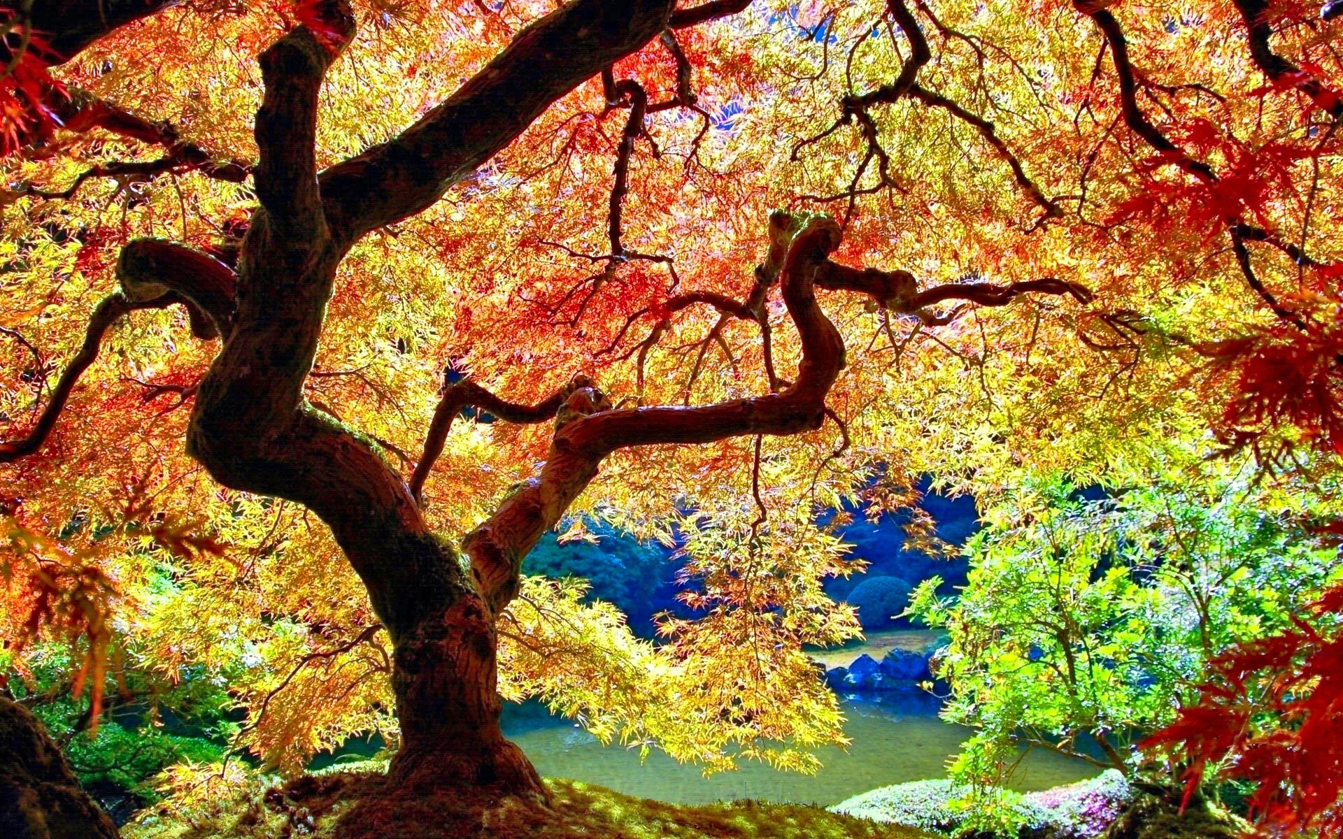 329824 завантажити шпалери барвистий, природа, дерева, земля, дерево, падіння, сад, японія, парк - заставки і картинки безкоштовно