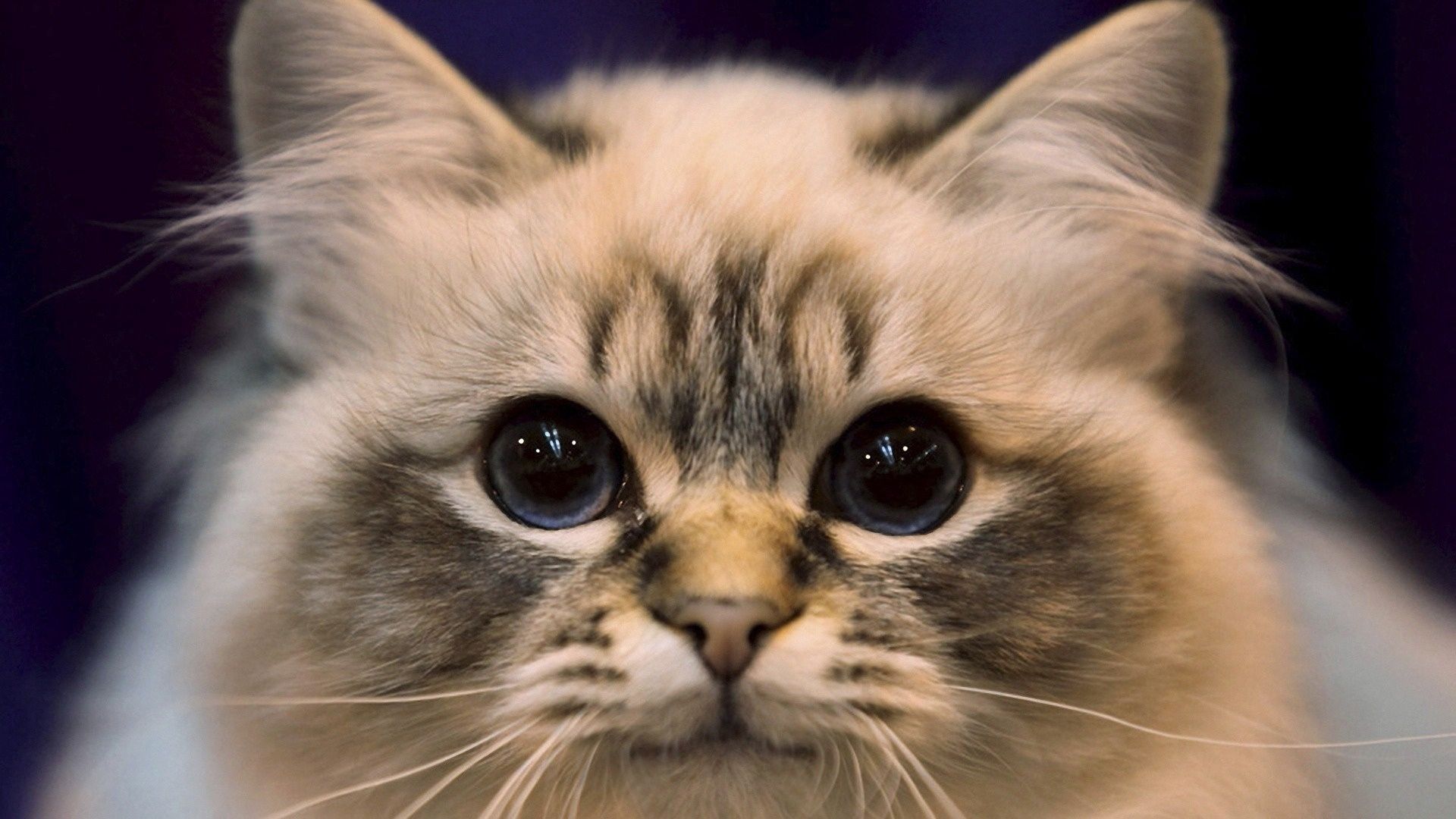 animals, cat, fluffy, eyes, sight, opinion, nice, sweetheart Desktop home screen Wallpaper