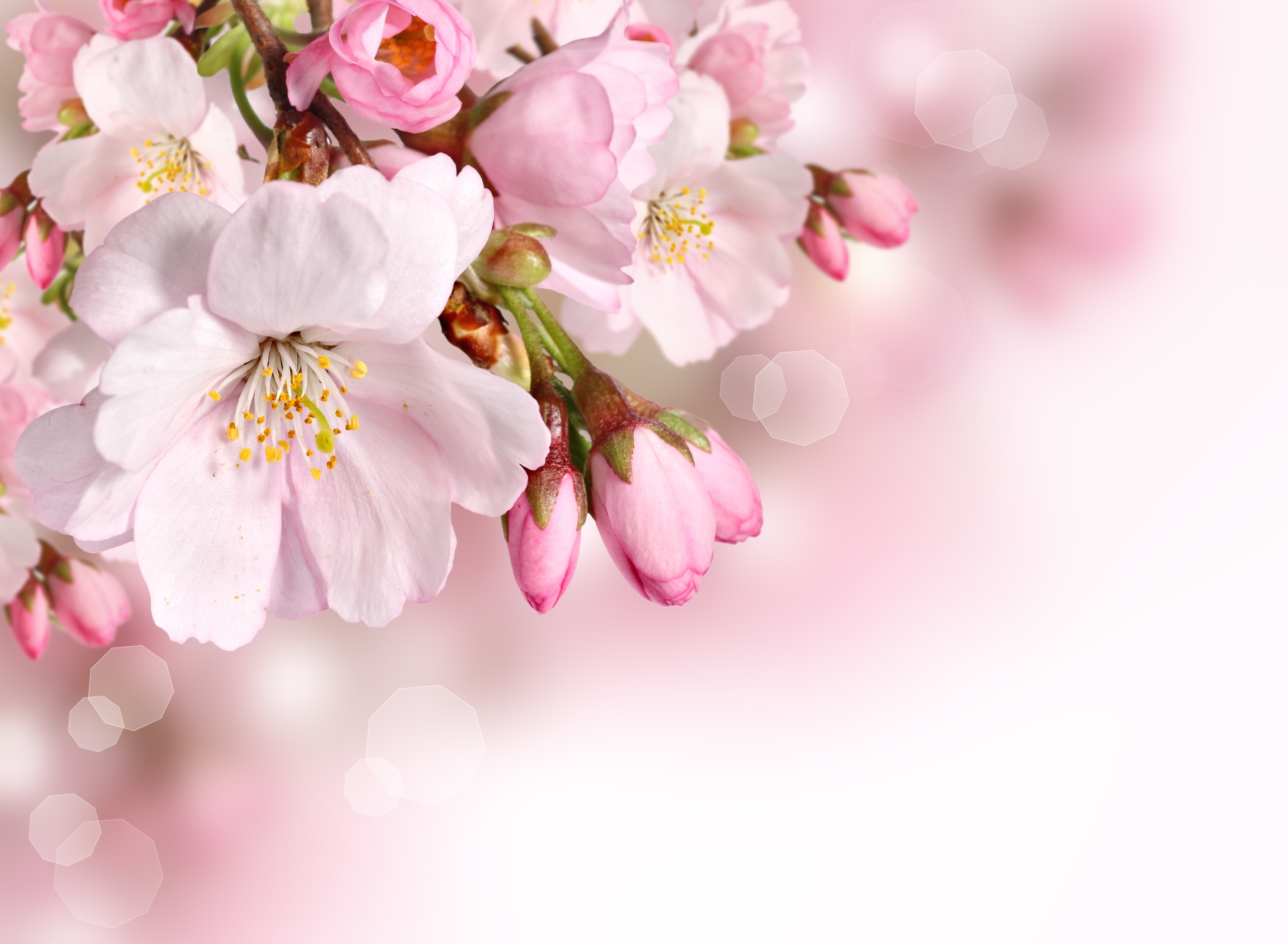 無料モバイル壁紙自然, フラワーズ, 花, 閉じる, 地球, 春, ピンクの花をダウンロードします。