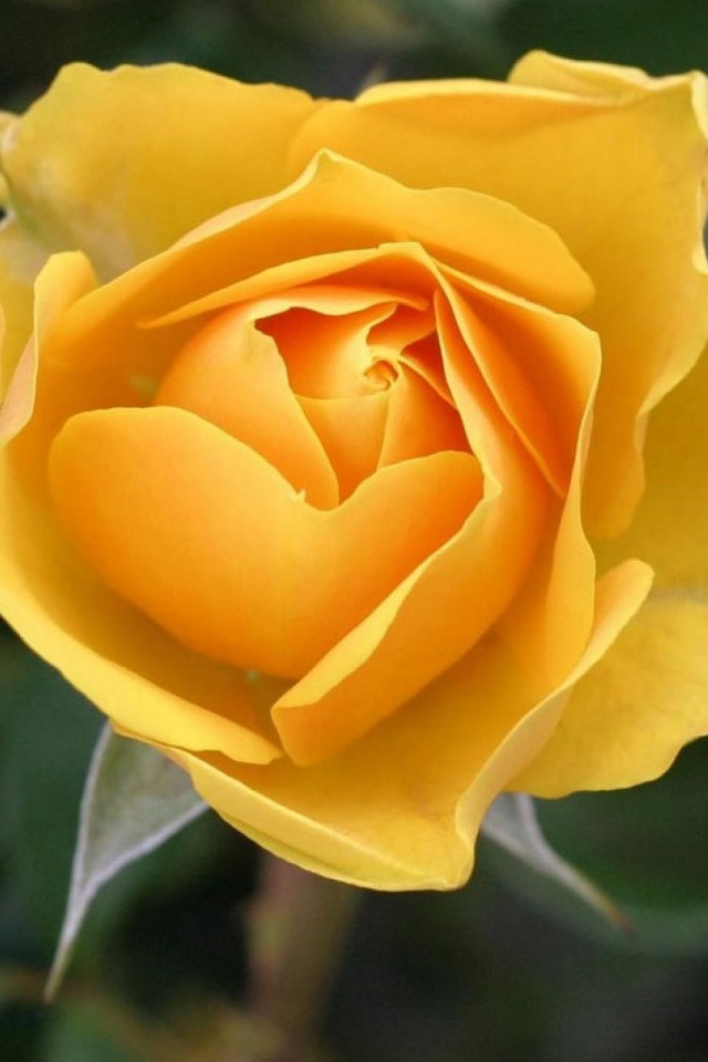 Download mobile wallpaper Nature, Flowers, Flower, Rose, Earth, Yellow Flower for free.