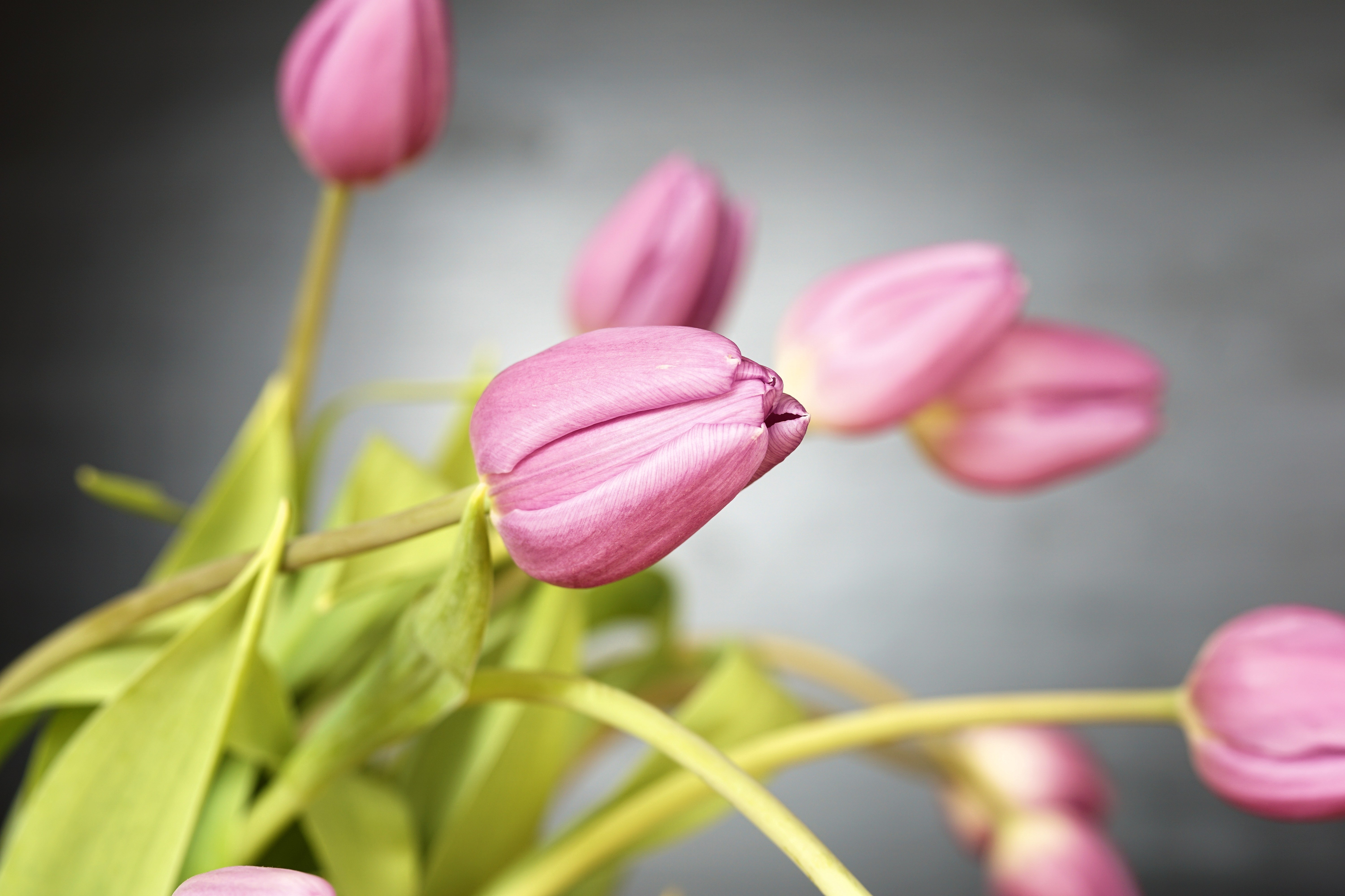 153455 descargar imagen flores, tulipanes, brote, yema: fondos de pantalla y protectores de pantalla gratis