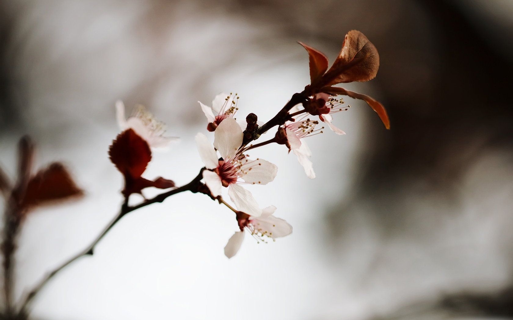 Descarga gratuita de fondo de pantalla para móvil de Flores, Florecer, Tierra/naturaleza.