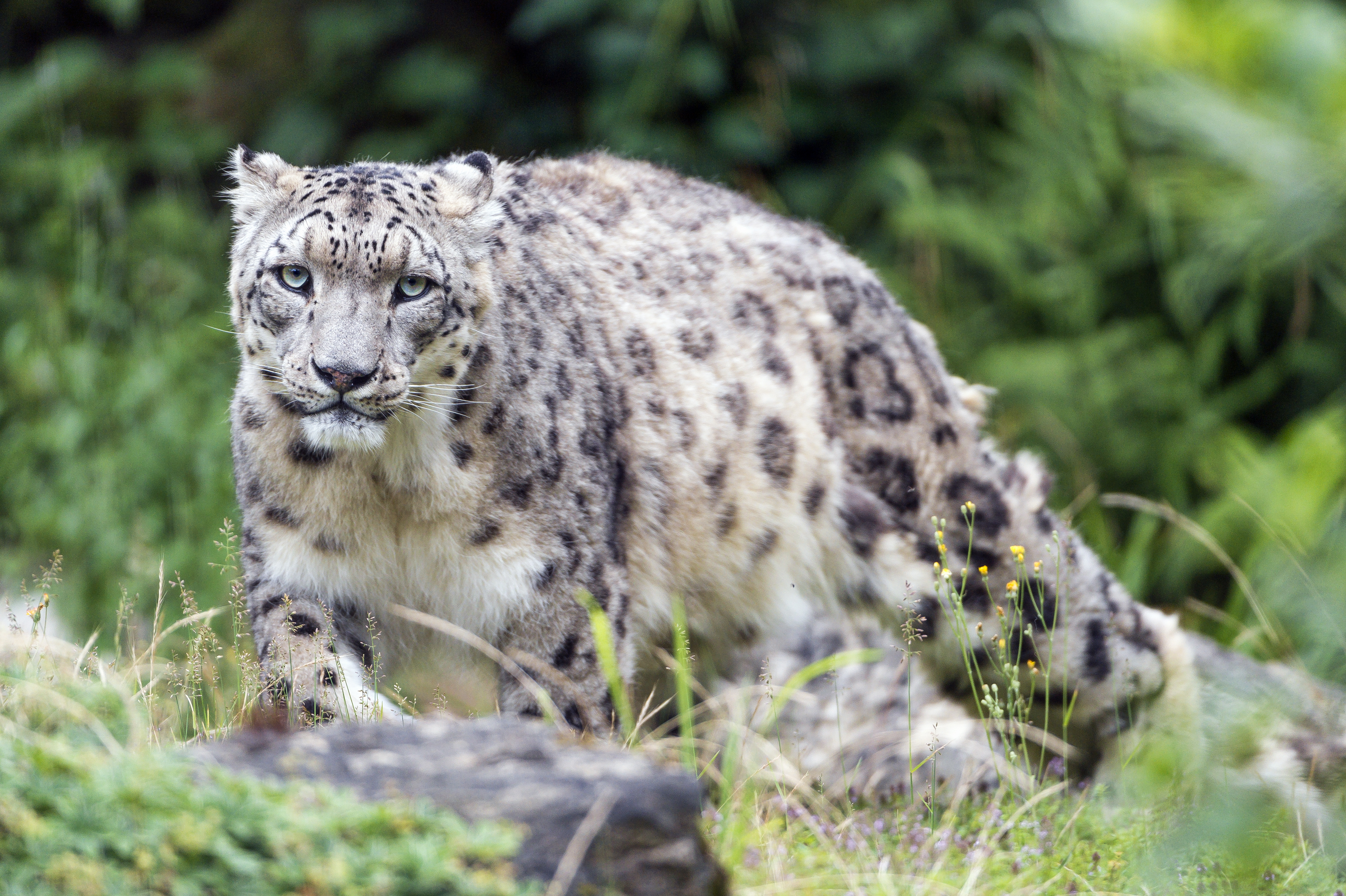 Baixar papel de parede para celular de Leopardo Das Neves, Gatos, Animais gratuito.