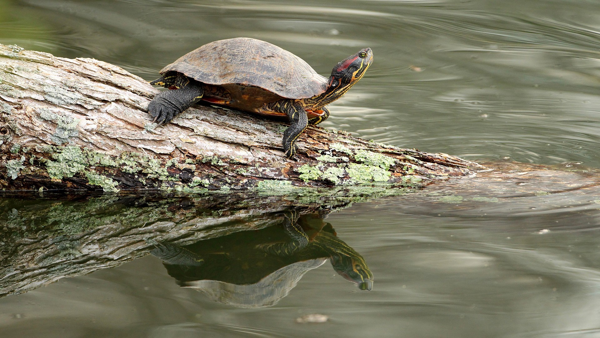 Free download wallpaper Turtle, Turtles, Animal on your PC desktop